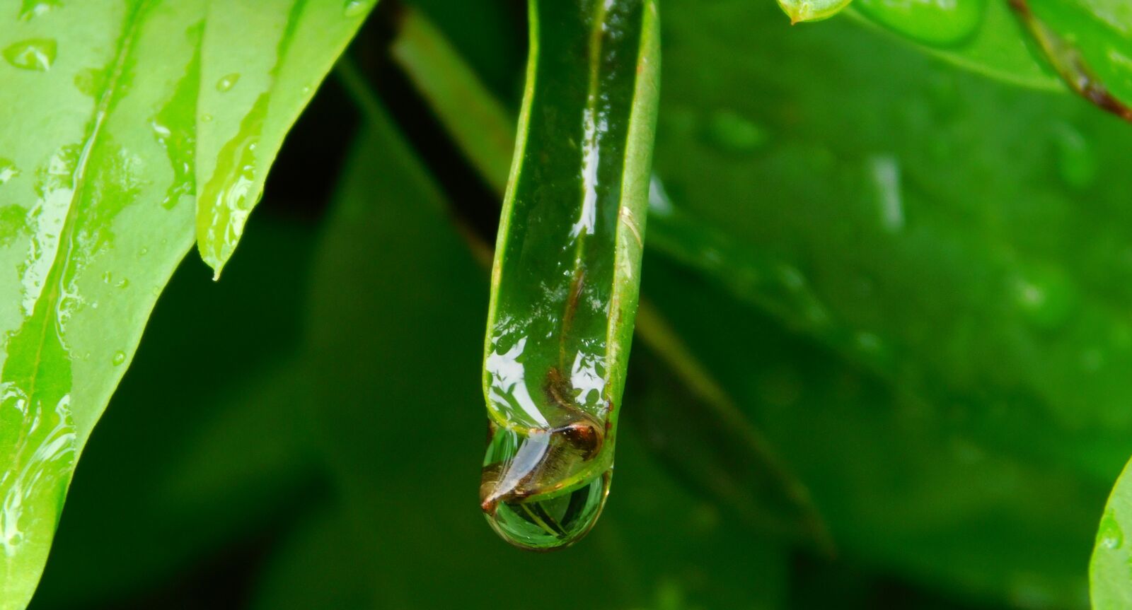 Nikon Coolpix L840 sample photo. Drop of water, after photography