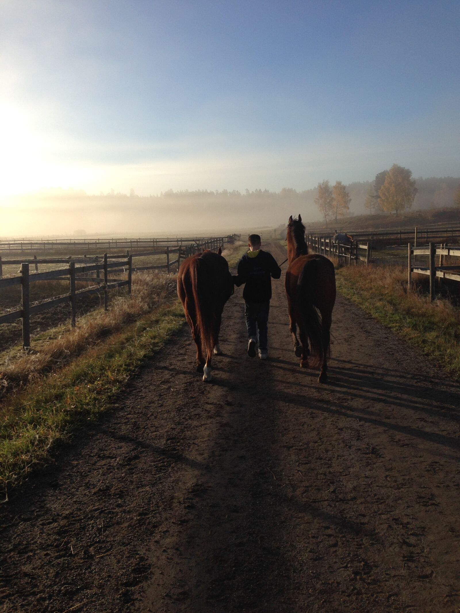 iPhone 5 back camera 4.12mm f/2.4 sample photo. Horses, morning haze, summer photography