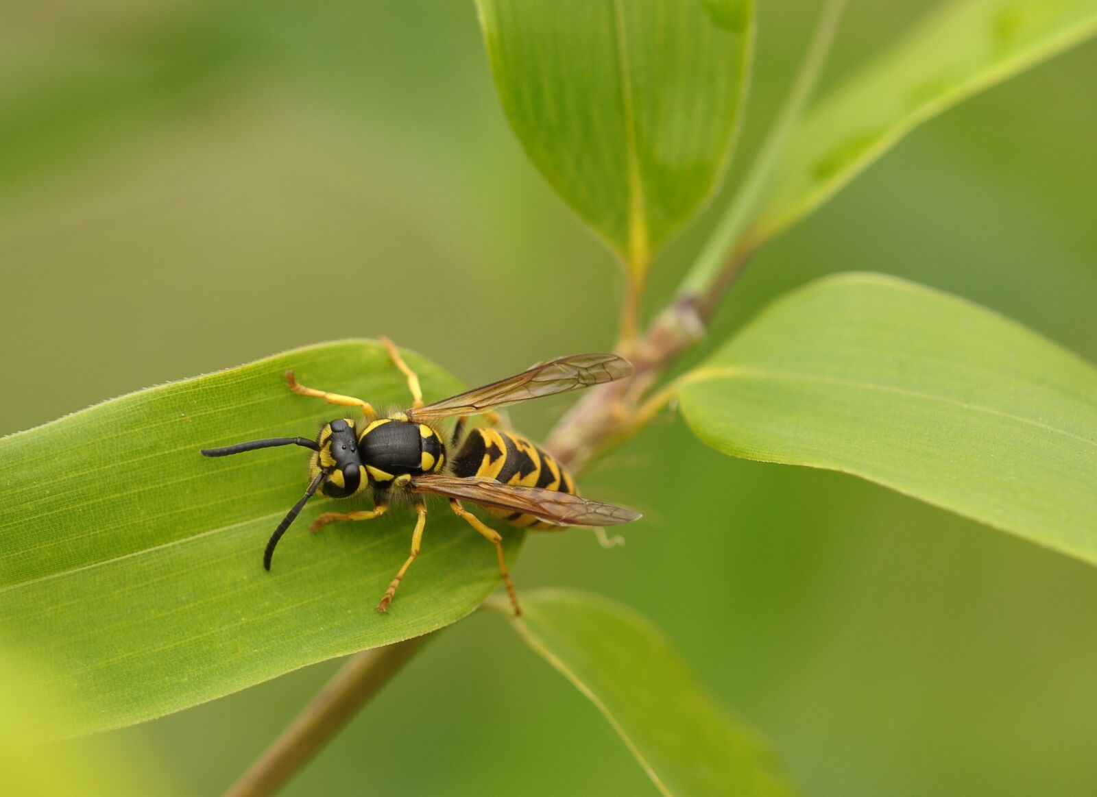 Nikon D90 sample photo. Wasp, insect, macro photography