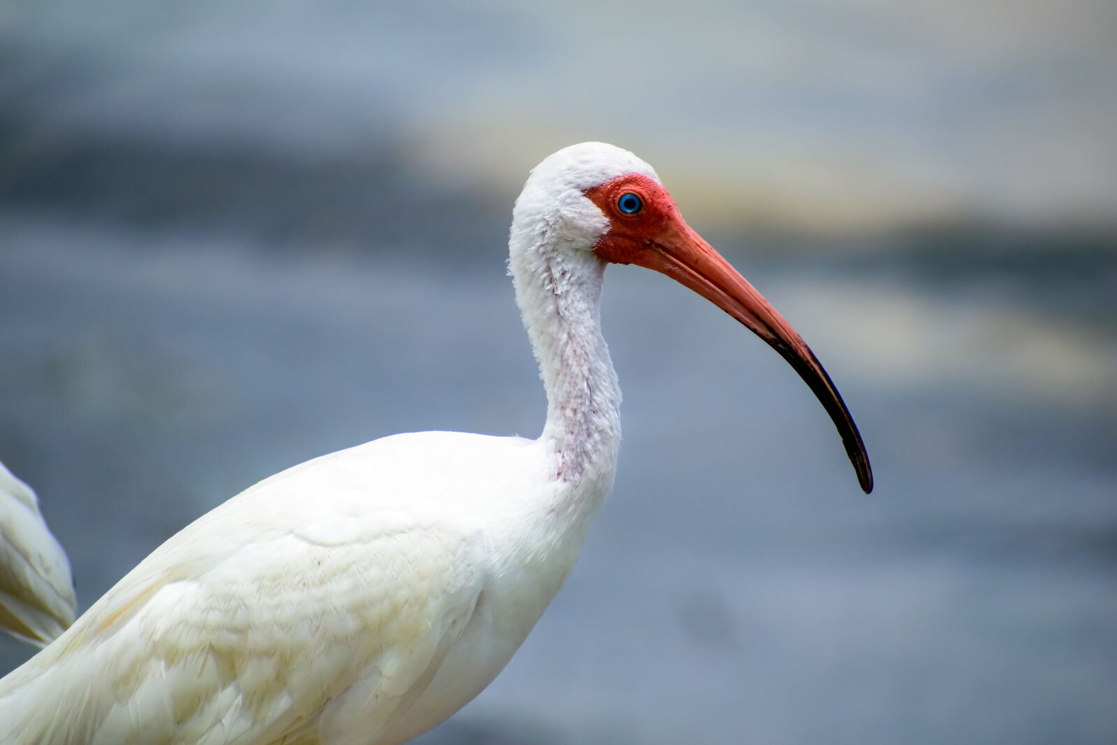 Nikon D3500 sample photo. Bird, florida, animal photography