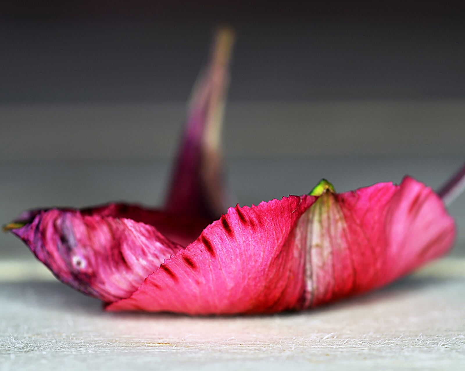 Nikon D7000 sample photo. Flower, petal, pink photography