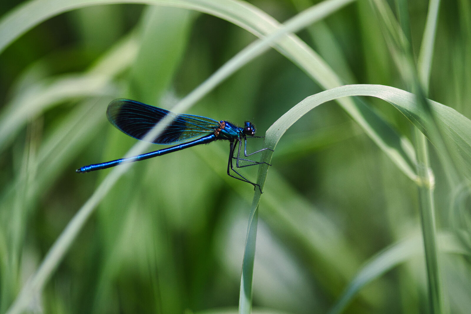 Canon EF 300mm F4L IS USM sample photo