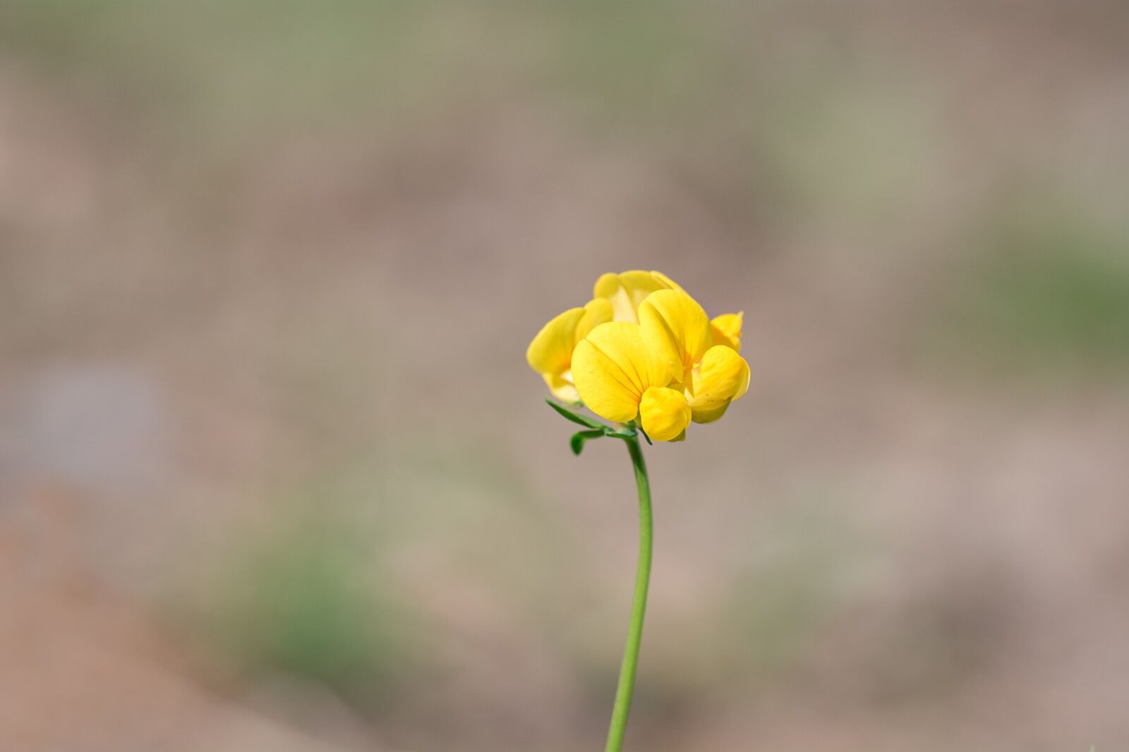 Nikon D7100 sample photo. Lathyrus meadows, lathyrus pratensis photography