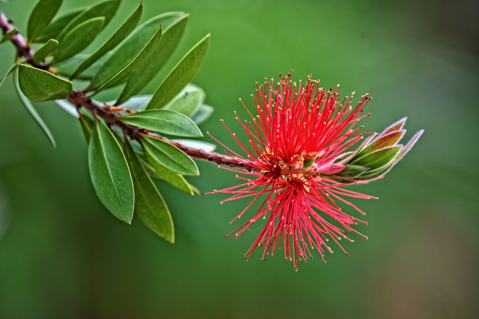 Nikon D750 sample photo. Bottlebrush, shrub, flower photography