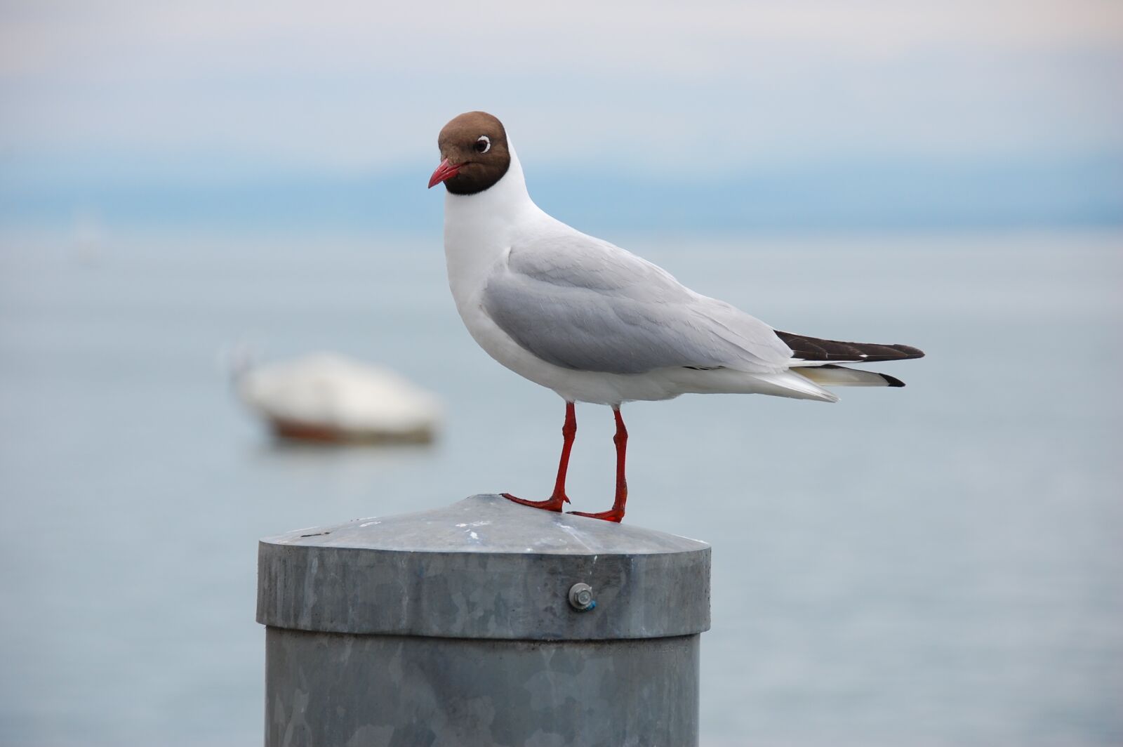 Nikon D40 sample photo. Seagull, bird, nature photography