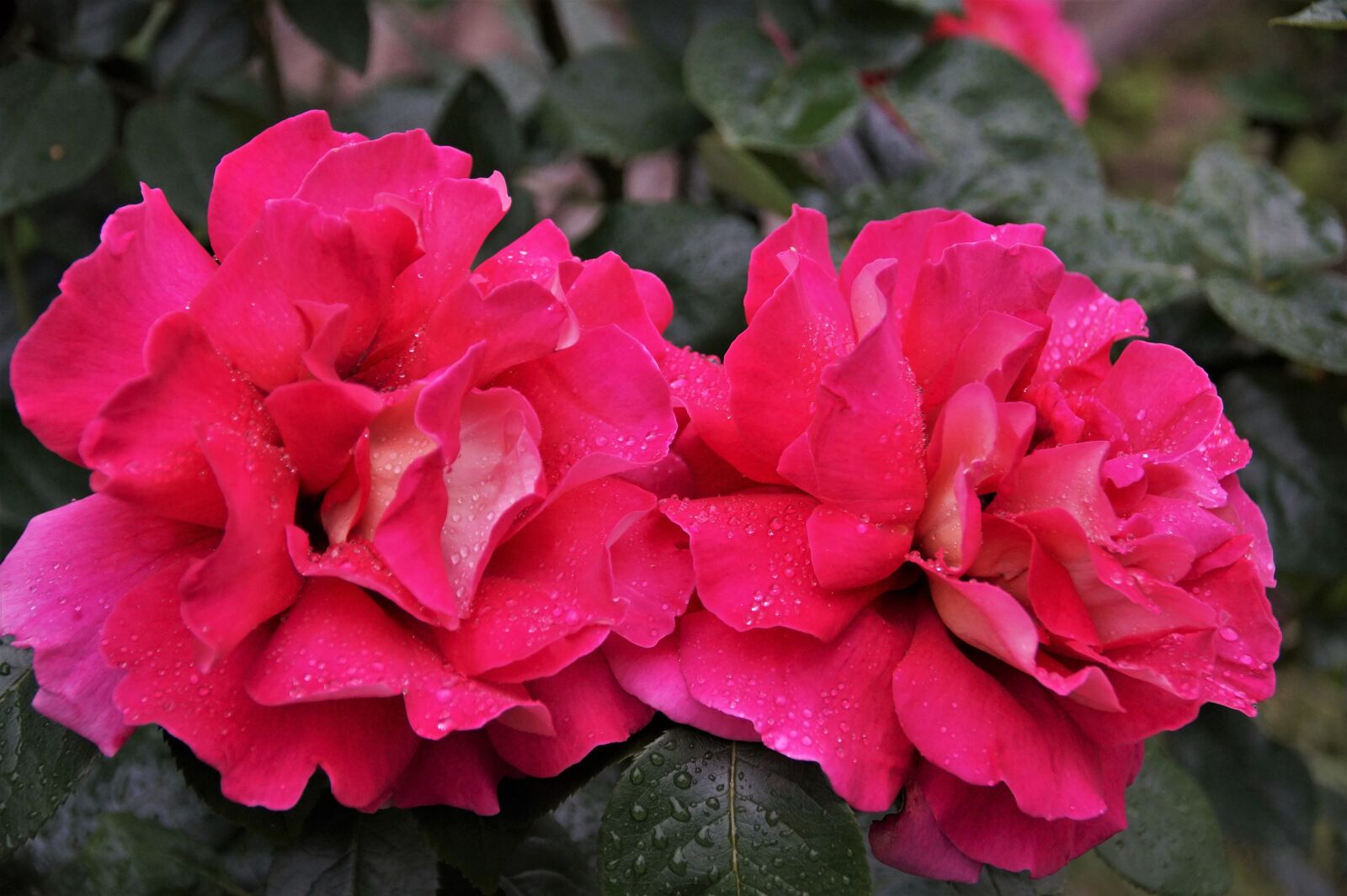 Sony SLT-A58 sample photo. Rose, flower, blossoming photography