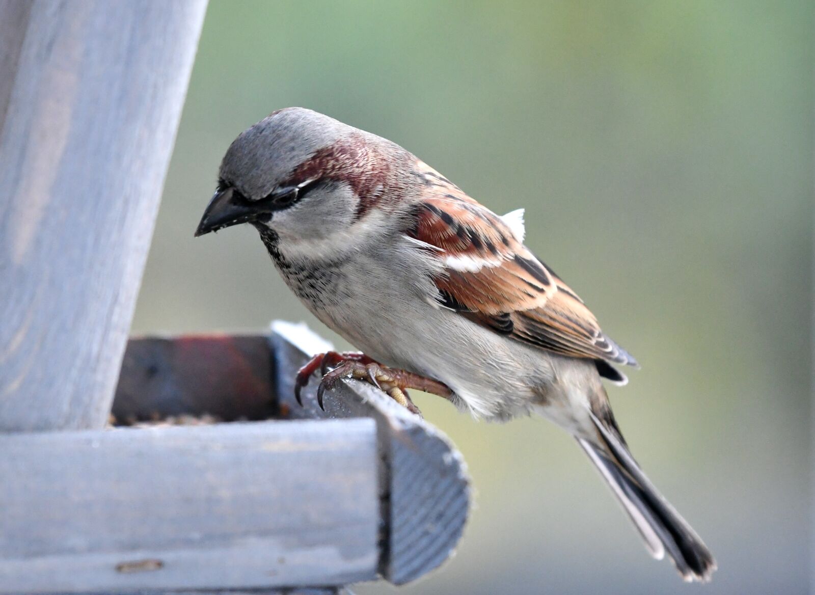 Nikon D500 sample photo. Mus, bird, plumage photography