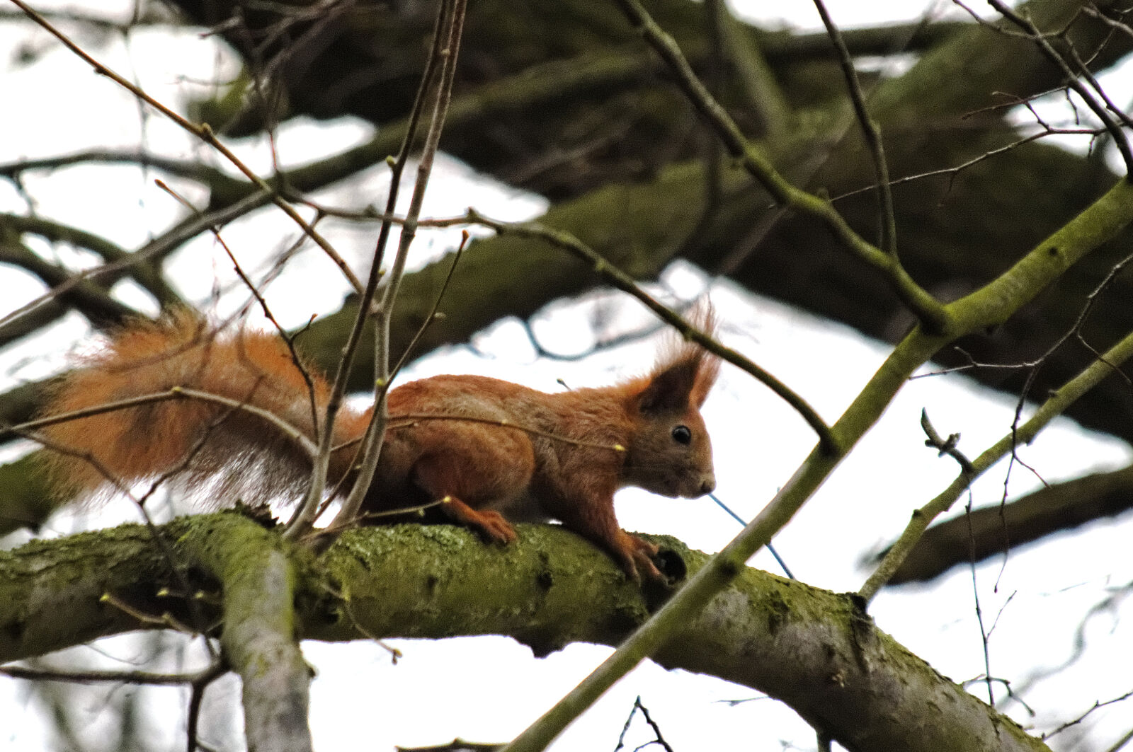 Nikon D3200 sample photo. Squirrel photography