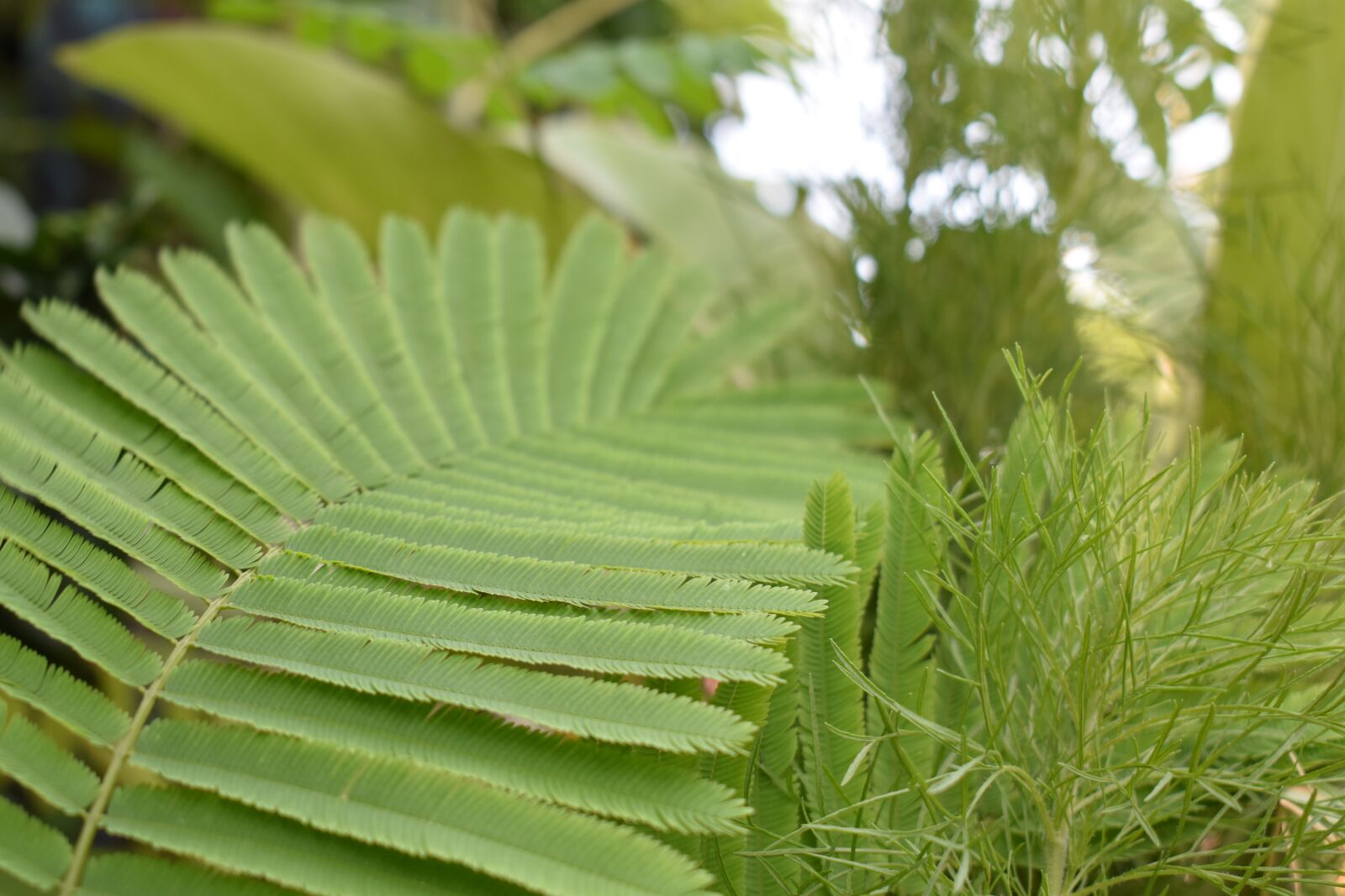 Nikon D5600 sample photo. Tree, nature, green photography