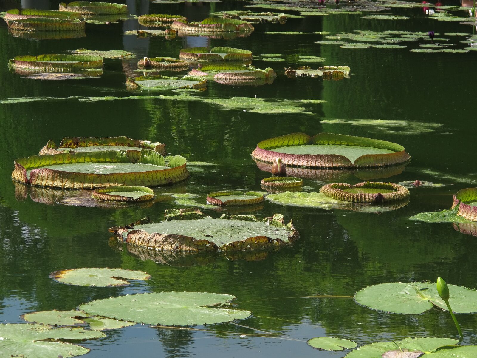Canon PowerShot G12 sample photo. Water lily, giant water photography