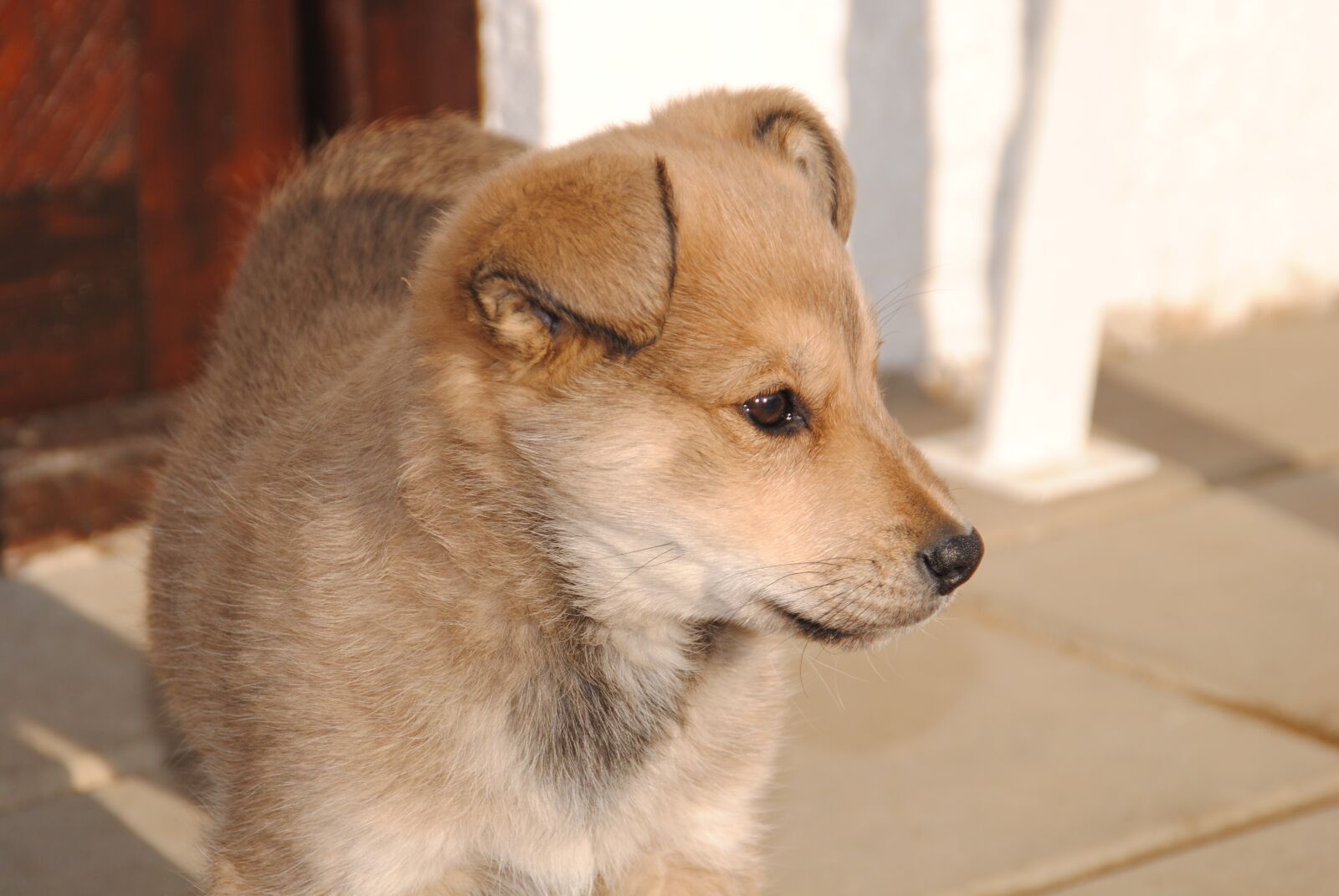 Nikon D3000 sample photo. Dog, cute, labka nature photography