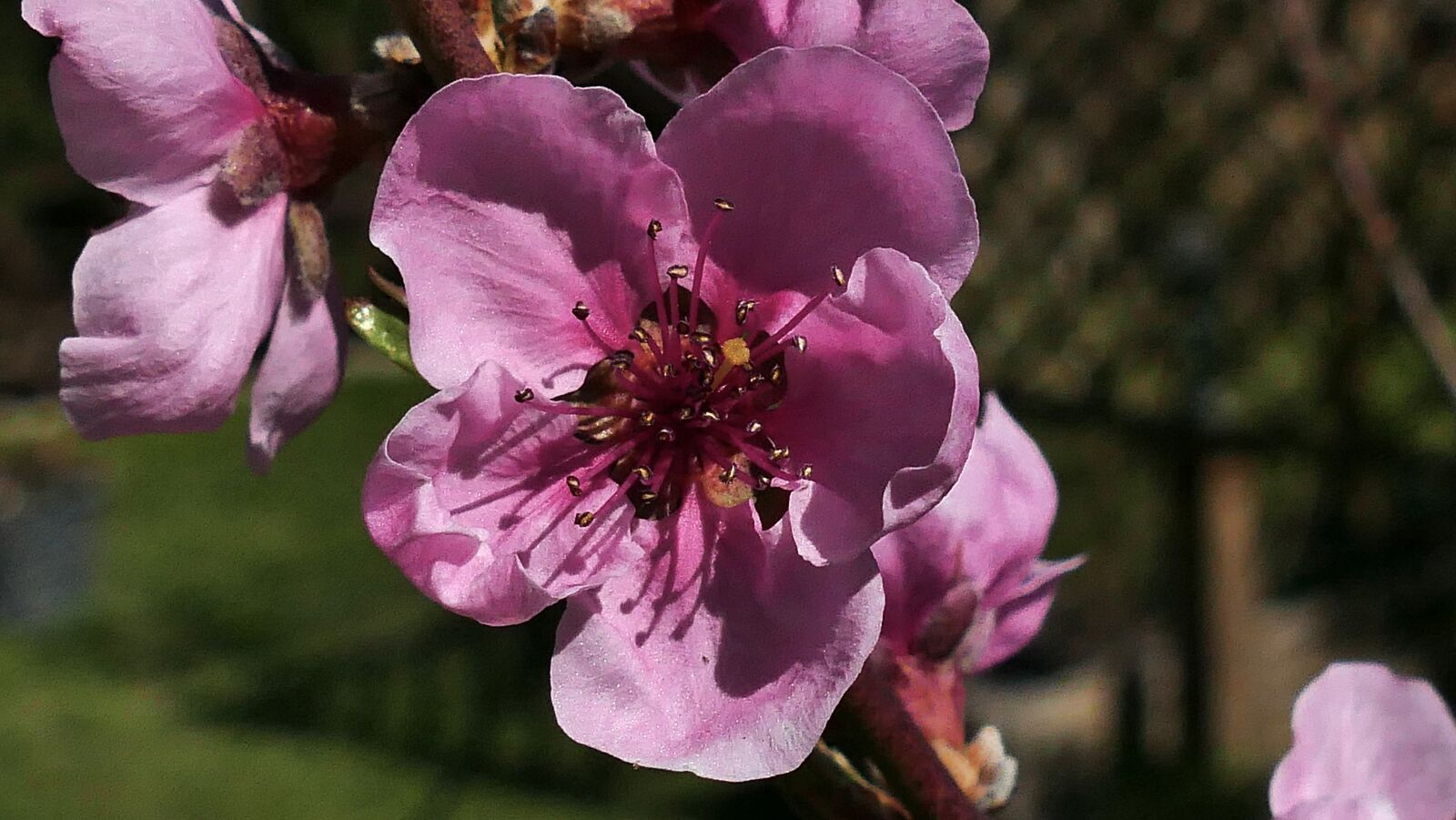 Panasonic Lumix DMC-FZ1000 sample photo. Peach, fruit, tropical fruit photography