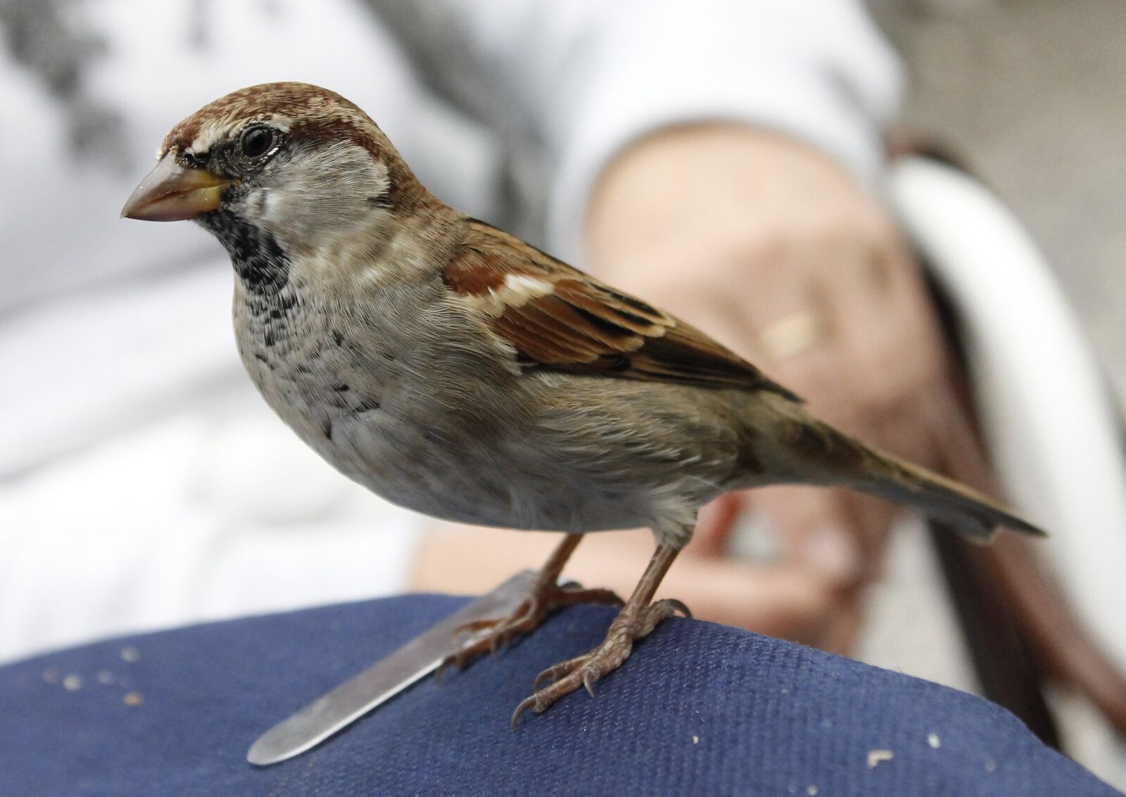 Canon EOS 1100D (EOS Rebel T3 / EOS Kiss X50) sample photo. Sparrow, bird, animal photography