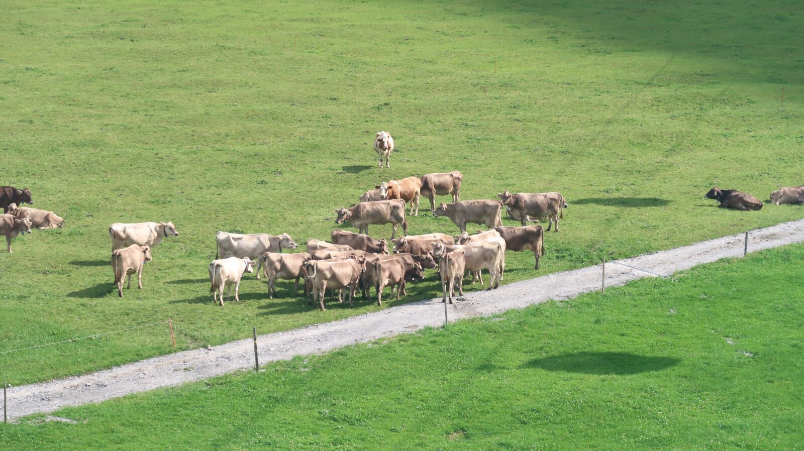 Canon PowerShot G7 X Mark II sample photo. Cows, swiss, alps photography