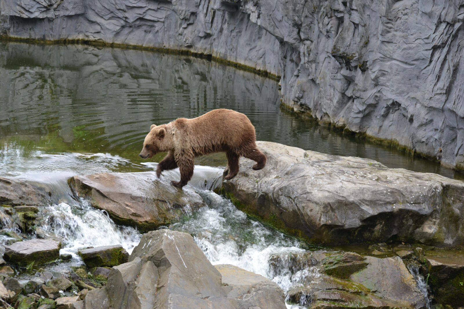 Nikon D3100 sample photo. Bears, brown, bear, nature photography