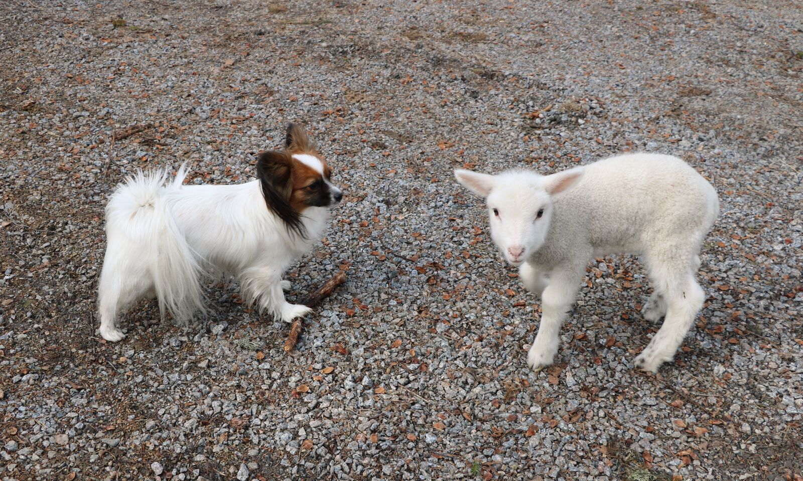 Canon EOS 750D (EOS Rebel T6i / EOS Kiss X8i) sample photo. Cute, mammals, the animal photography