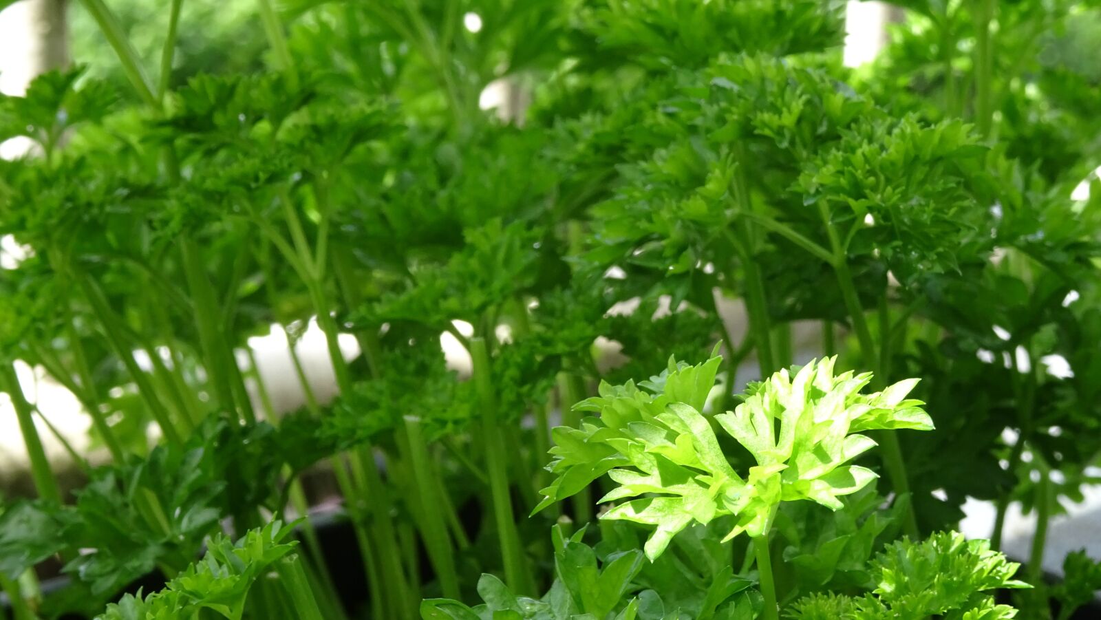 Sony DSC-HX60 sample photo. Parsley, natka, green photography