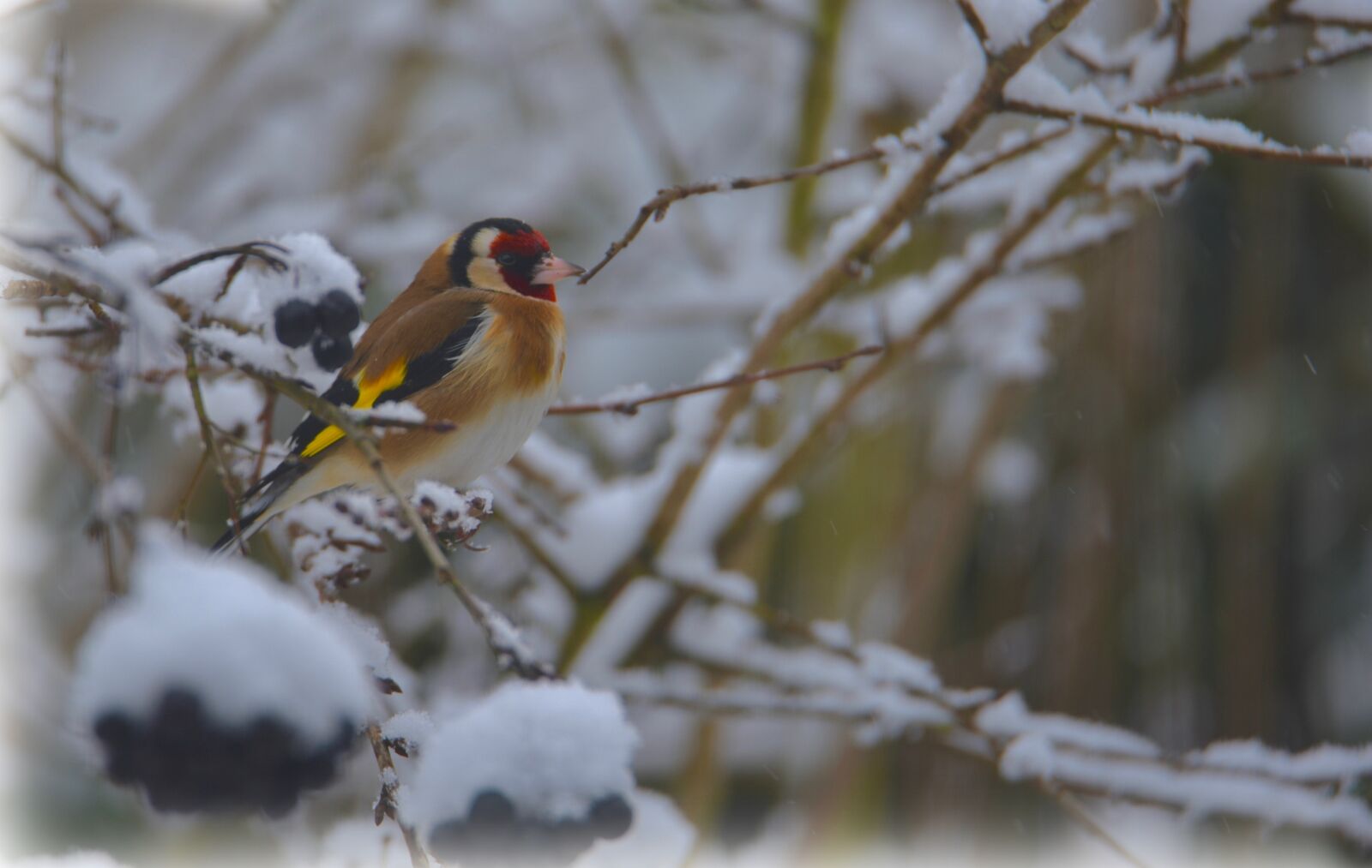 Nikon D750 sample photo. Goldfinch, elegant, bird photography