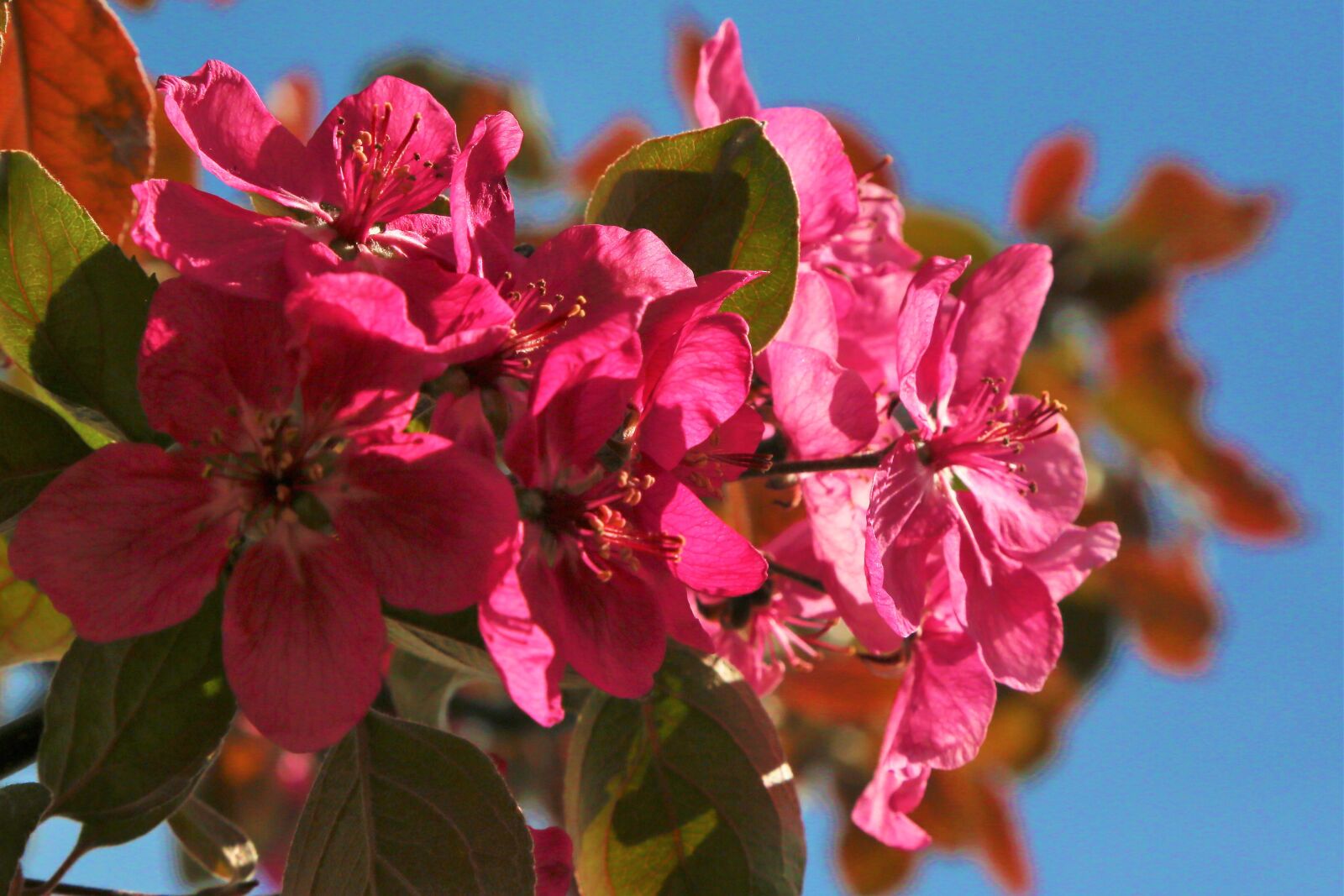 Canon EF 24-105mm F4L IS USM sample photo. Flowers, spring, nature photography
