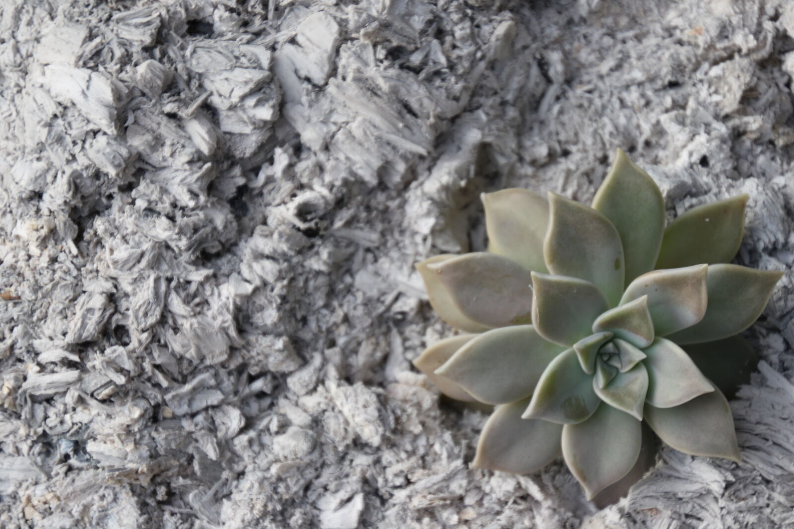 Canon EOS 7D Mark II sample photo. Ash, ashes, burn, flower photography