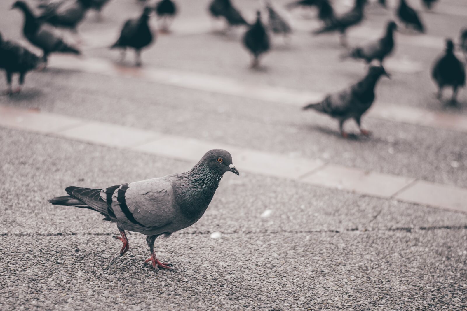 Nikon D3100 sample photo. Seagull bird, fly, birds photography