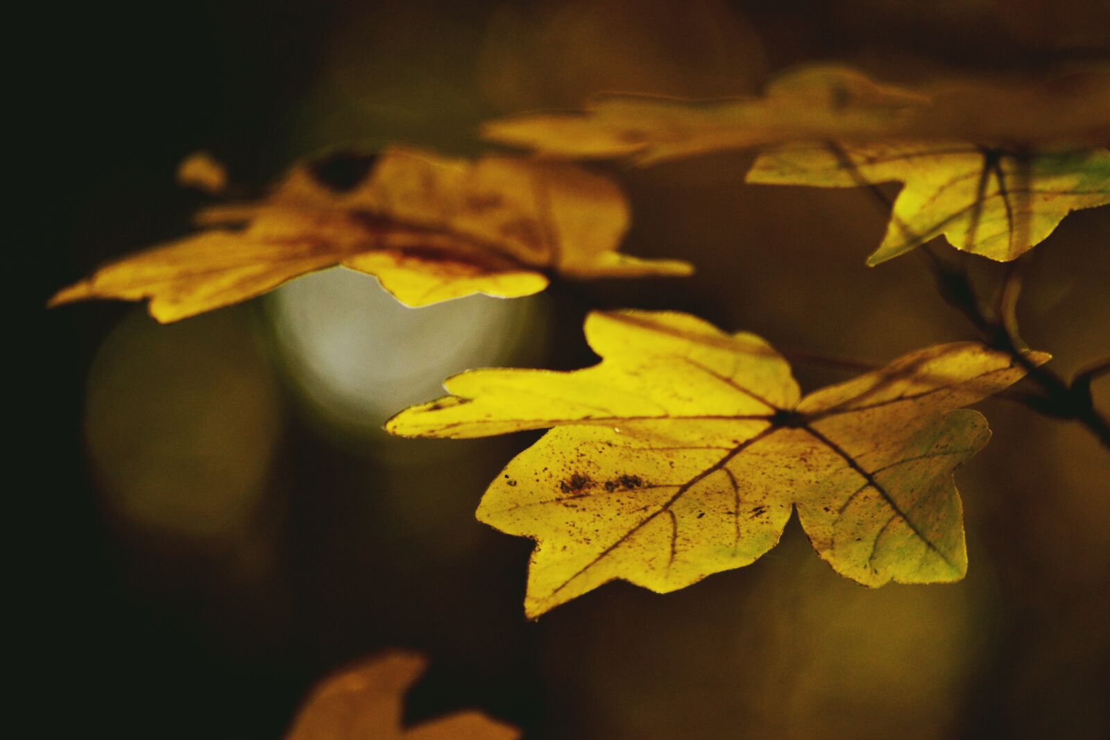 Nikon D3100 sample photo. Foliage, autumn, forest photography