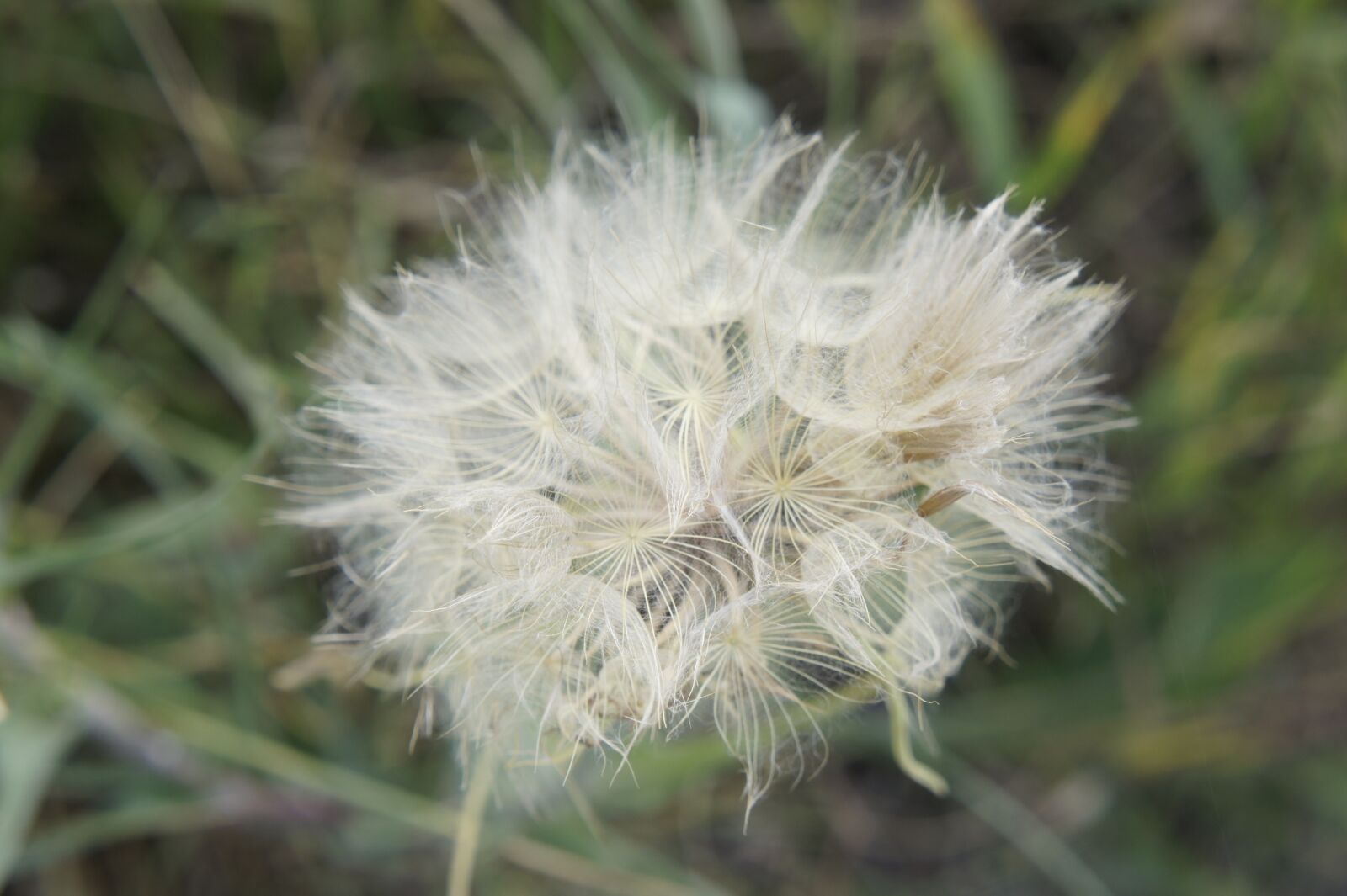 Sony Alpha NEX-5 + Sony E 18-55mm F3.5-5.6 OSS sample photo. Dandelion, nature, flower photography