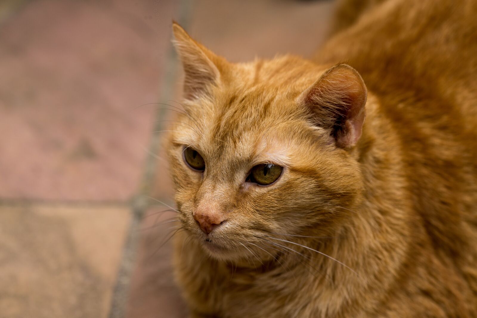 Canon EOS-1D X sample photo. Cat, pets, red tomcat photography