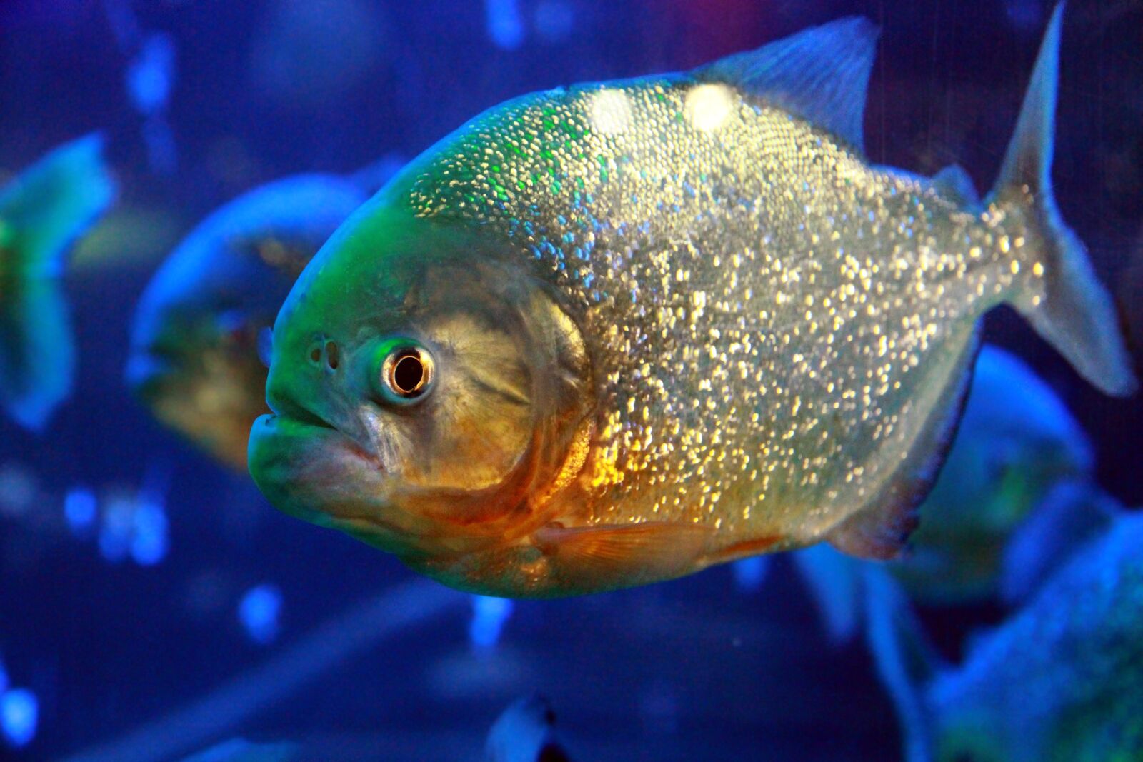 Canon EOS 650D (EOS Rebel T4i / EOS Kiss X6i) sample photo. Piranha, fish, dangerous photography