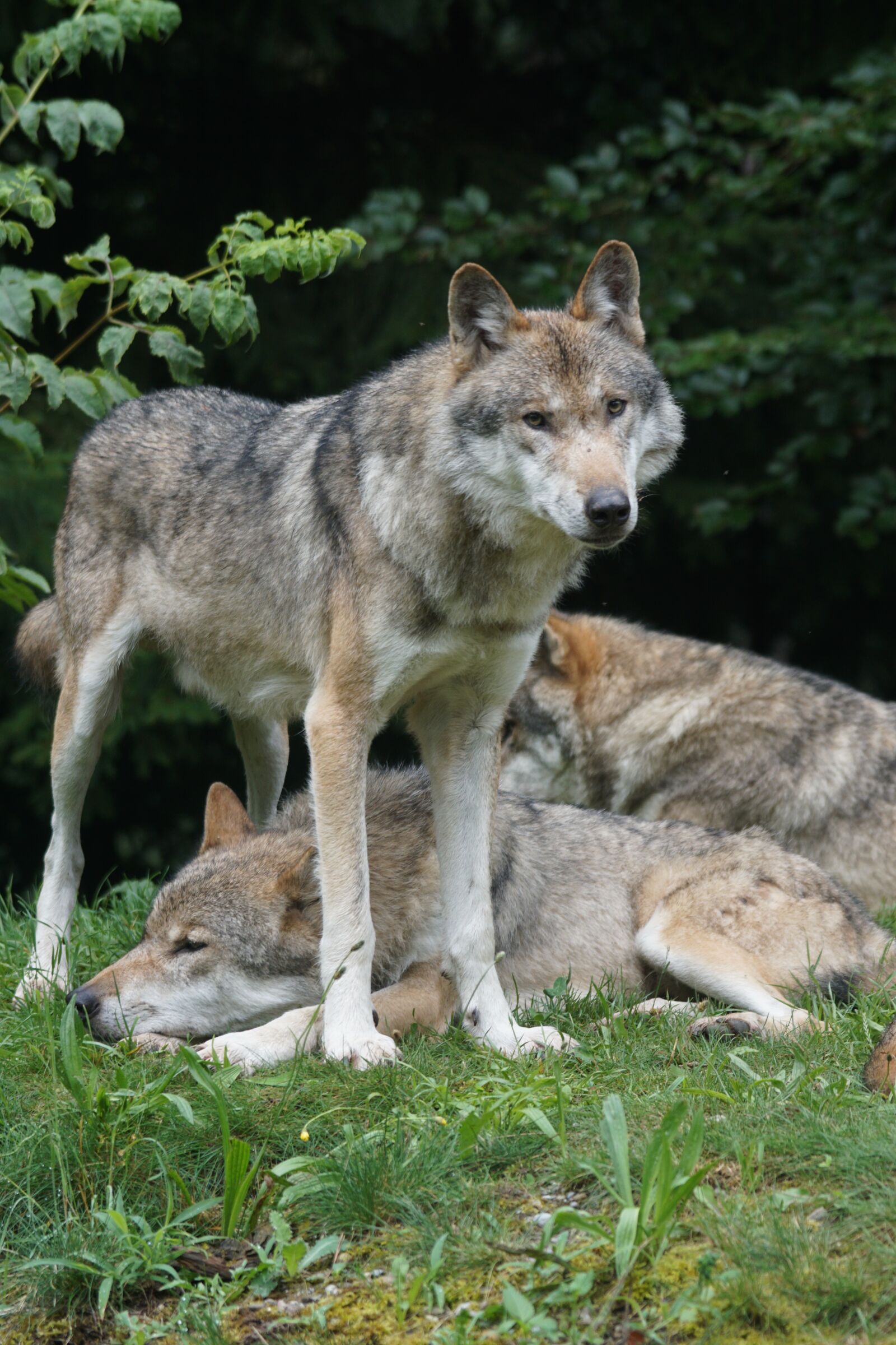 Sony ILCA-77M2 + Sony 70-400mm F4-5.6 G SSM sample photo. Wolf, predator, leitwolf photography
