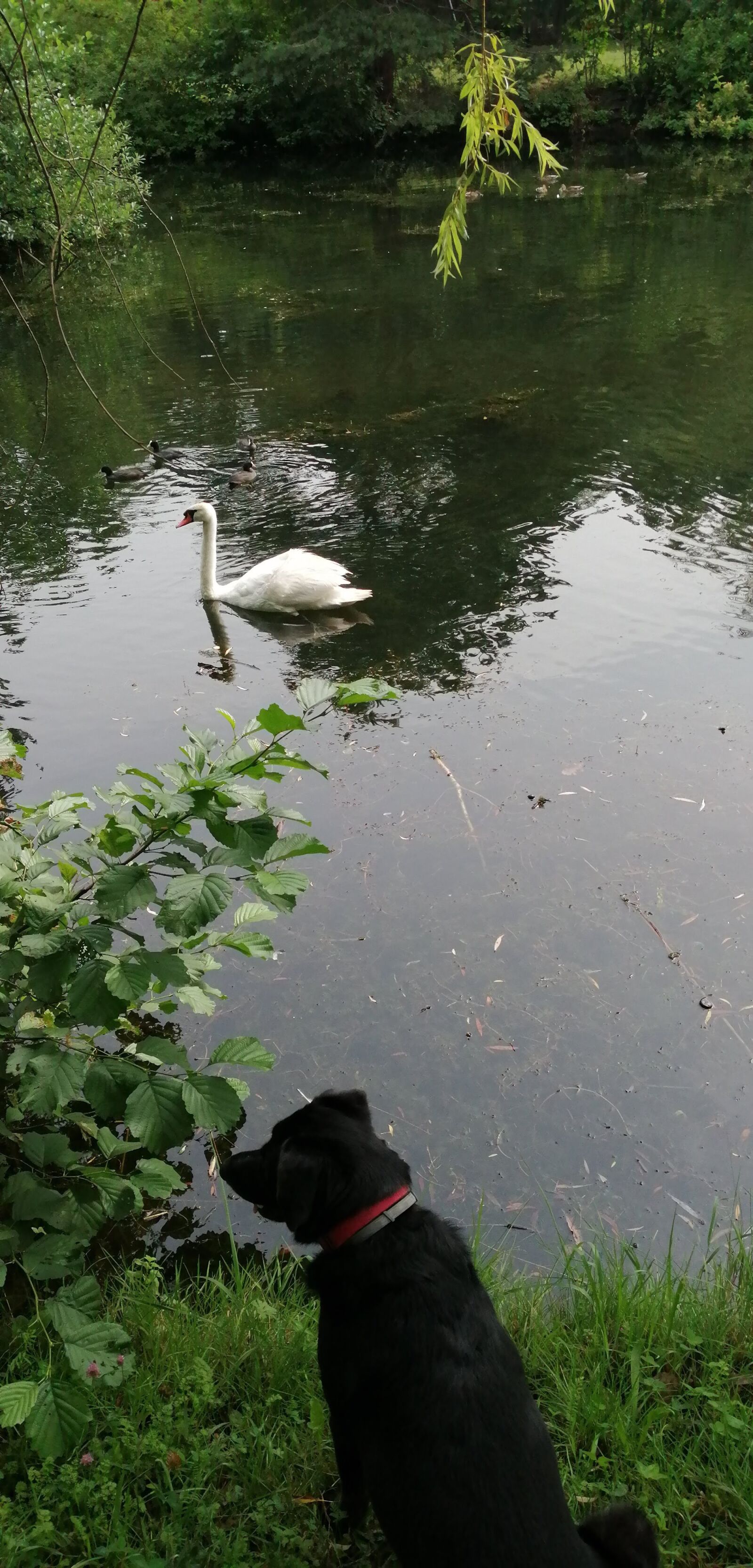 HUAWEI P SMART 2019 sample photo. Watching, dog, swan photography