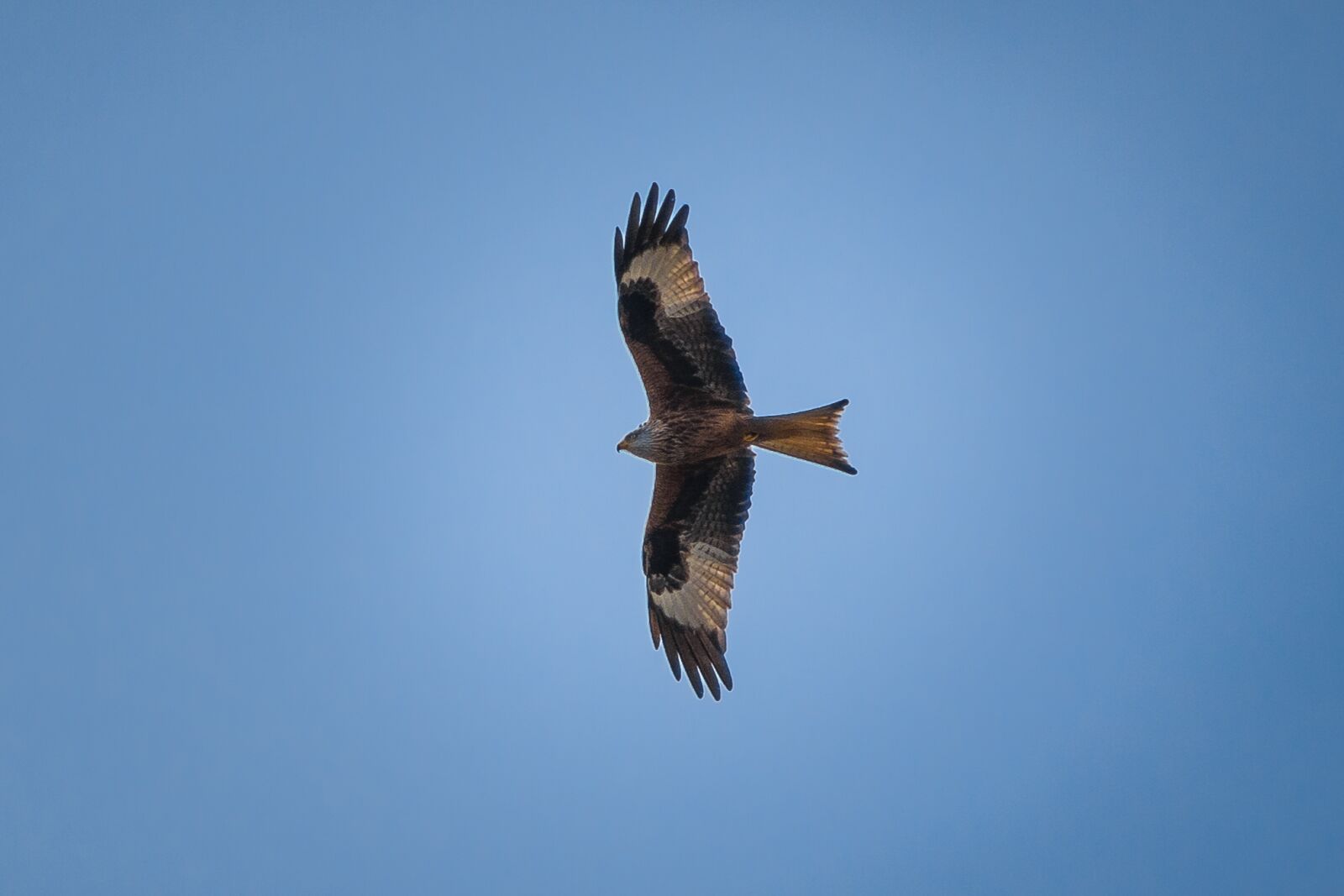 Nikon D7200 sample photo. Milan, red milan, bird photography