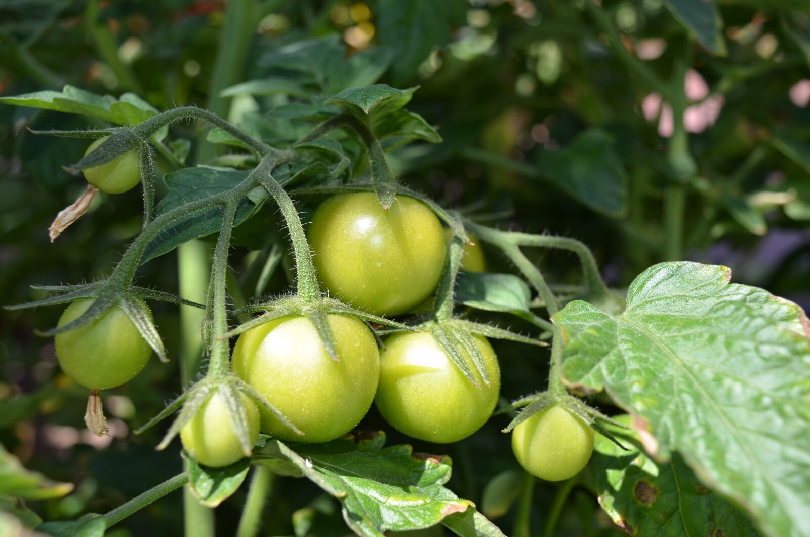 Nikon D7000 sample photo. Tomato, summer, vegetable photography
