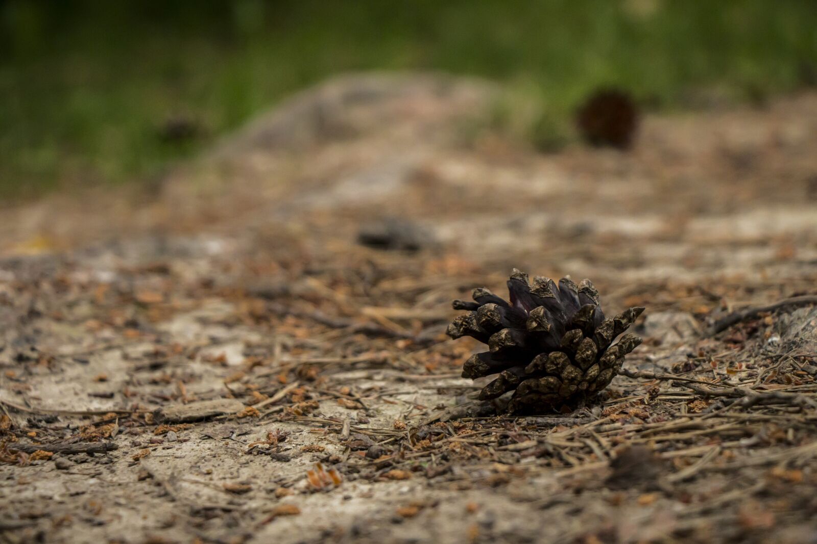 Canon EOS 70D sample photo. Forest, cone, nature photography