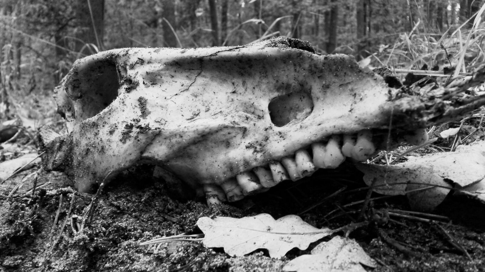 Samsung Galaxy S4 Mini sample photo. Bones, nature, skull photography
