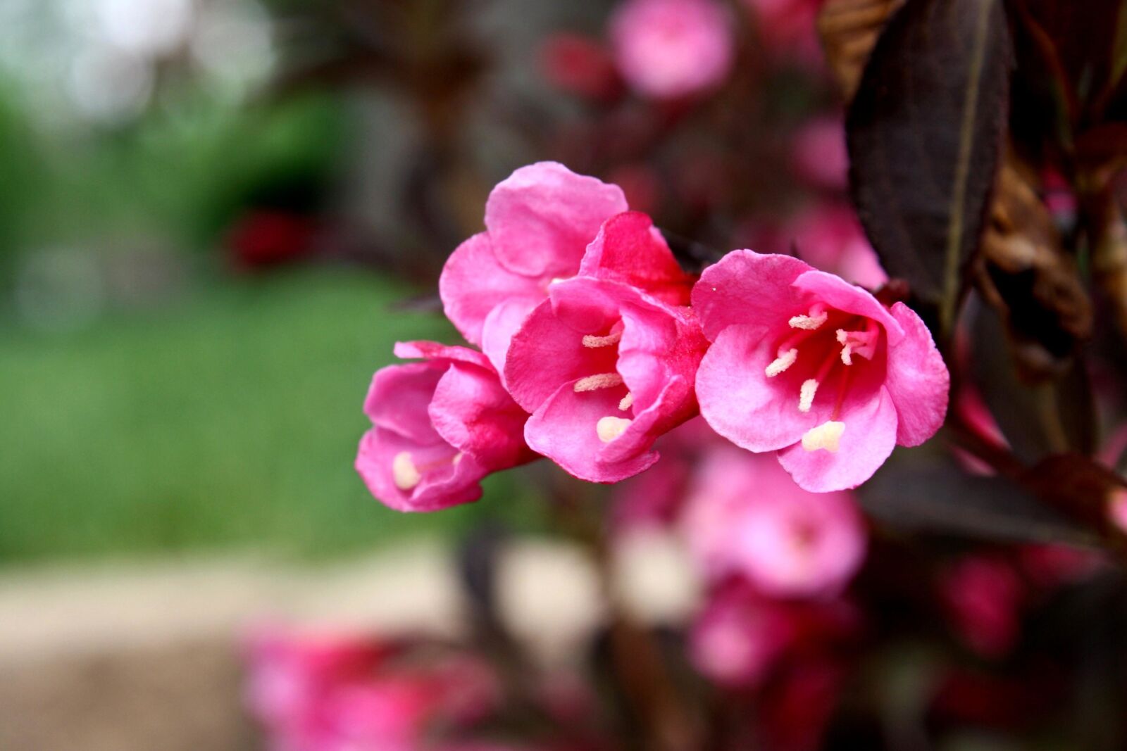 f/3.5-5.6 IS sample photo. Pink flowers, weigela, wild photography