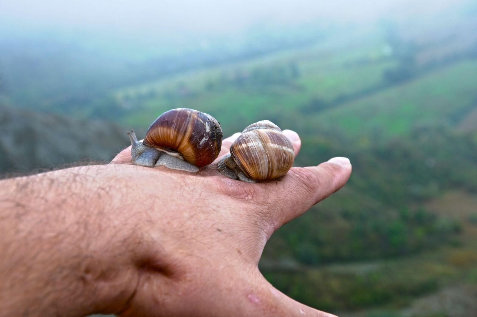 Nikon D90 sample photo. Nature, snail, outdoors photography