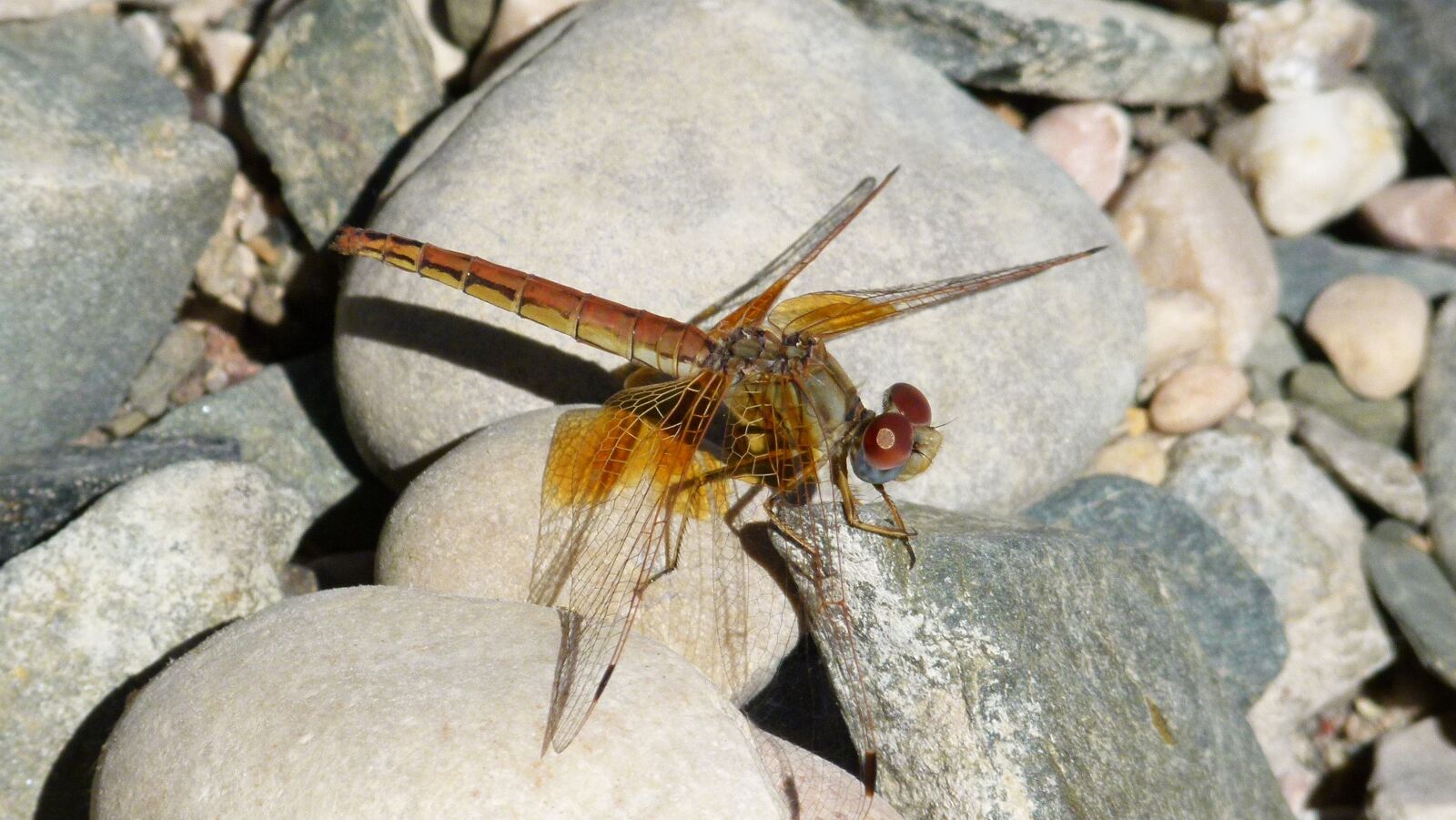 Leica V-Lux 2 sample photo. Dragonfly, yellow dragonfly, reflection photography