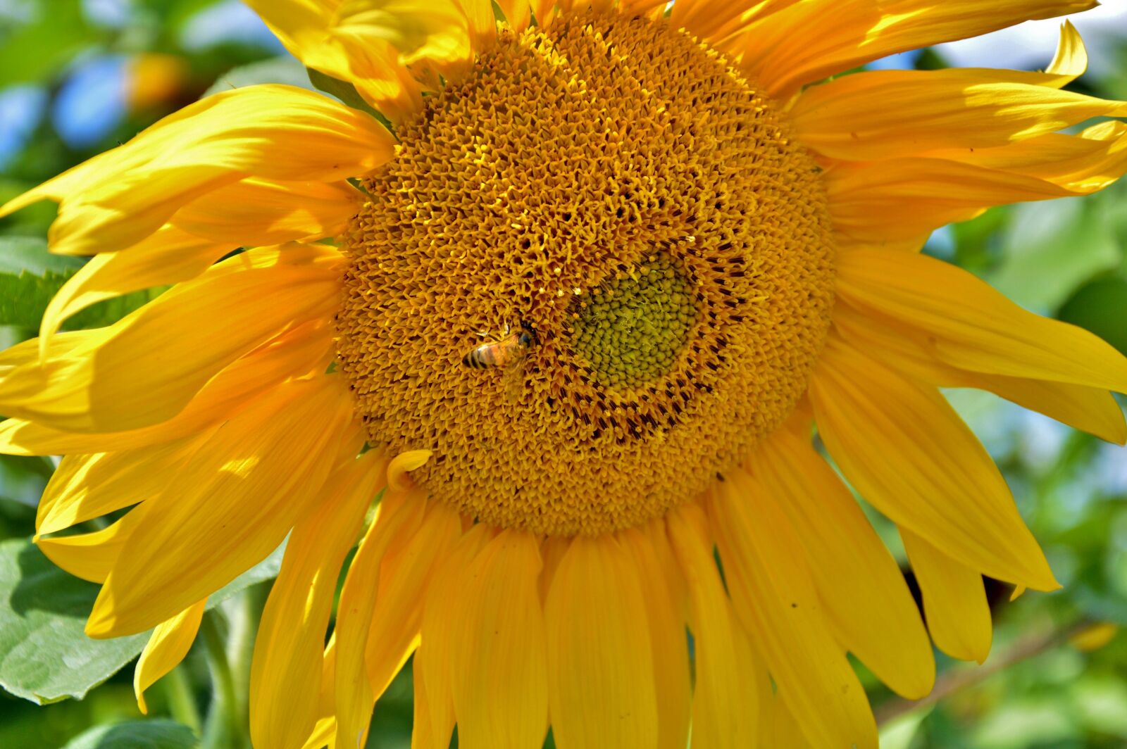 Nikon D3200 sample photo. Sunflower, bee, plant photography