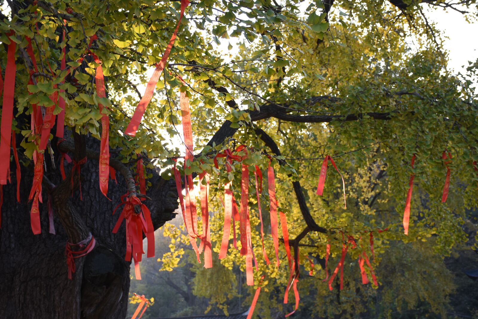 Nikon D7200 sample photo. Ginkgo, sunshine, please sign photography