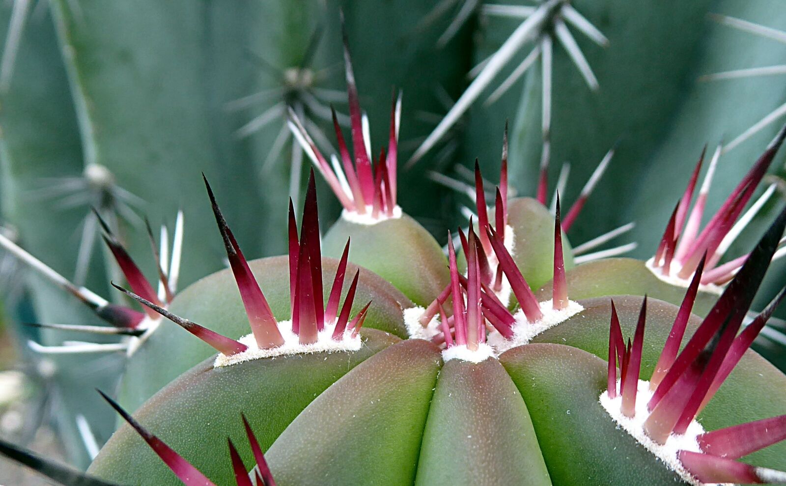 Panasonic Lumix DMC-ZS50 (Lumix DMC-TZ70) sample photo. Cactus, plant, succulent plant photography
