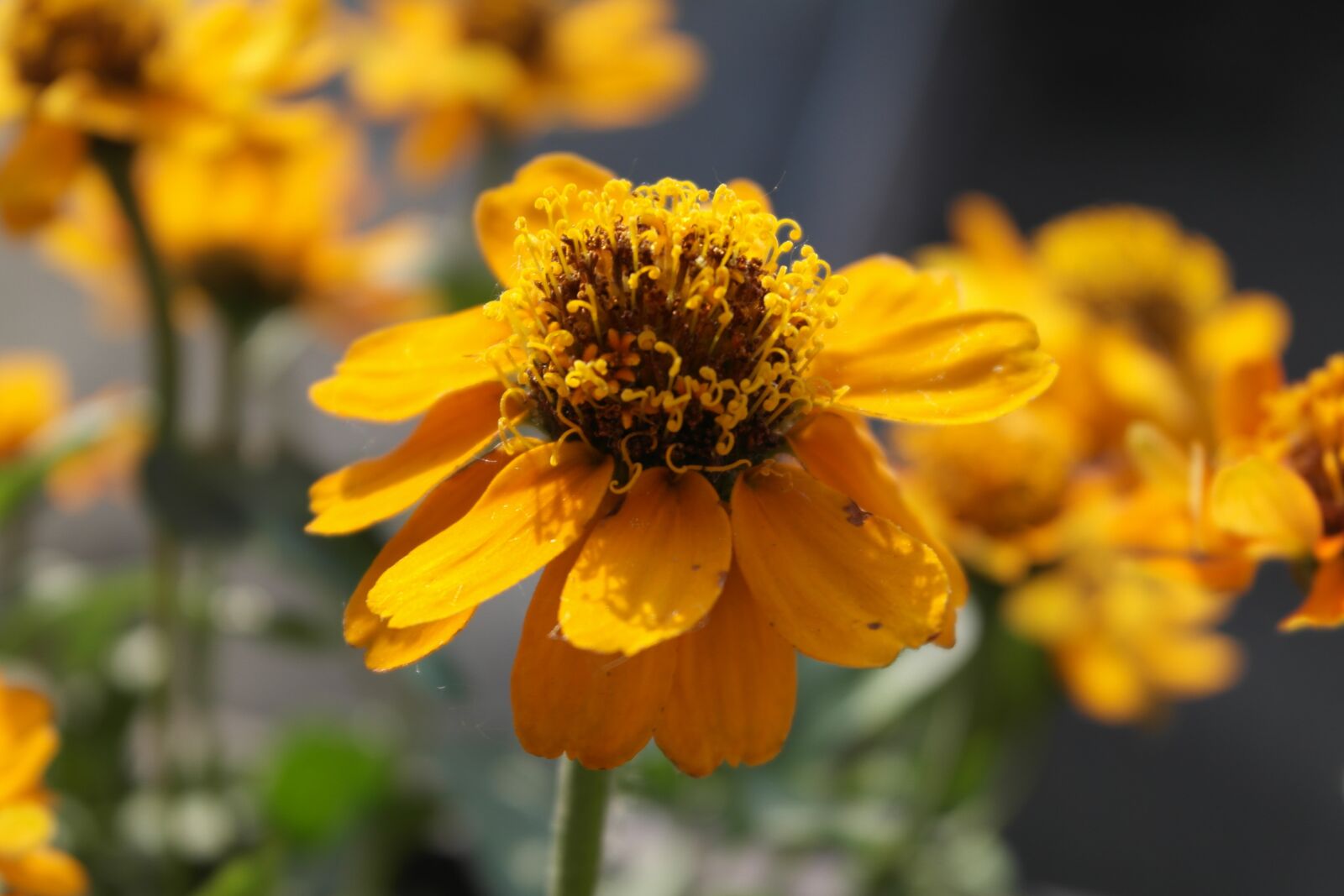 Samsung NX1000 sample photo. Flower, blossom, bloom photography
