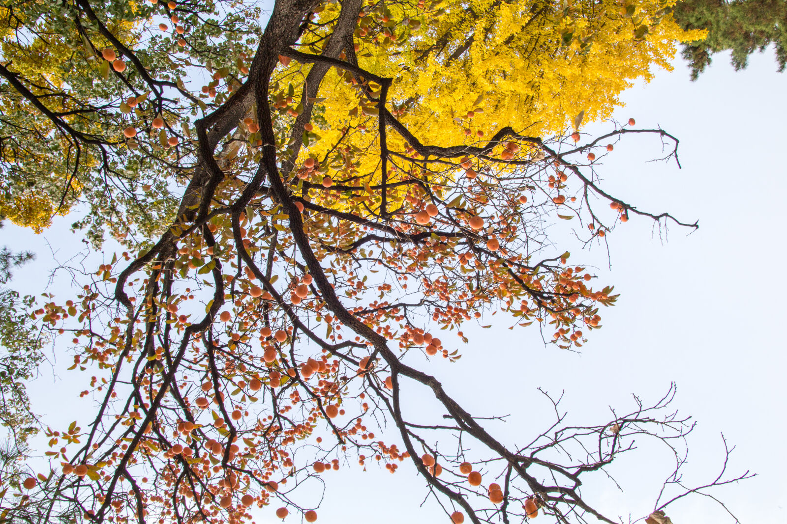 Canon EF-S 17-55mm F2.8 IS USM sample photo. Branch, branches, environment, nature photography