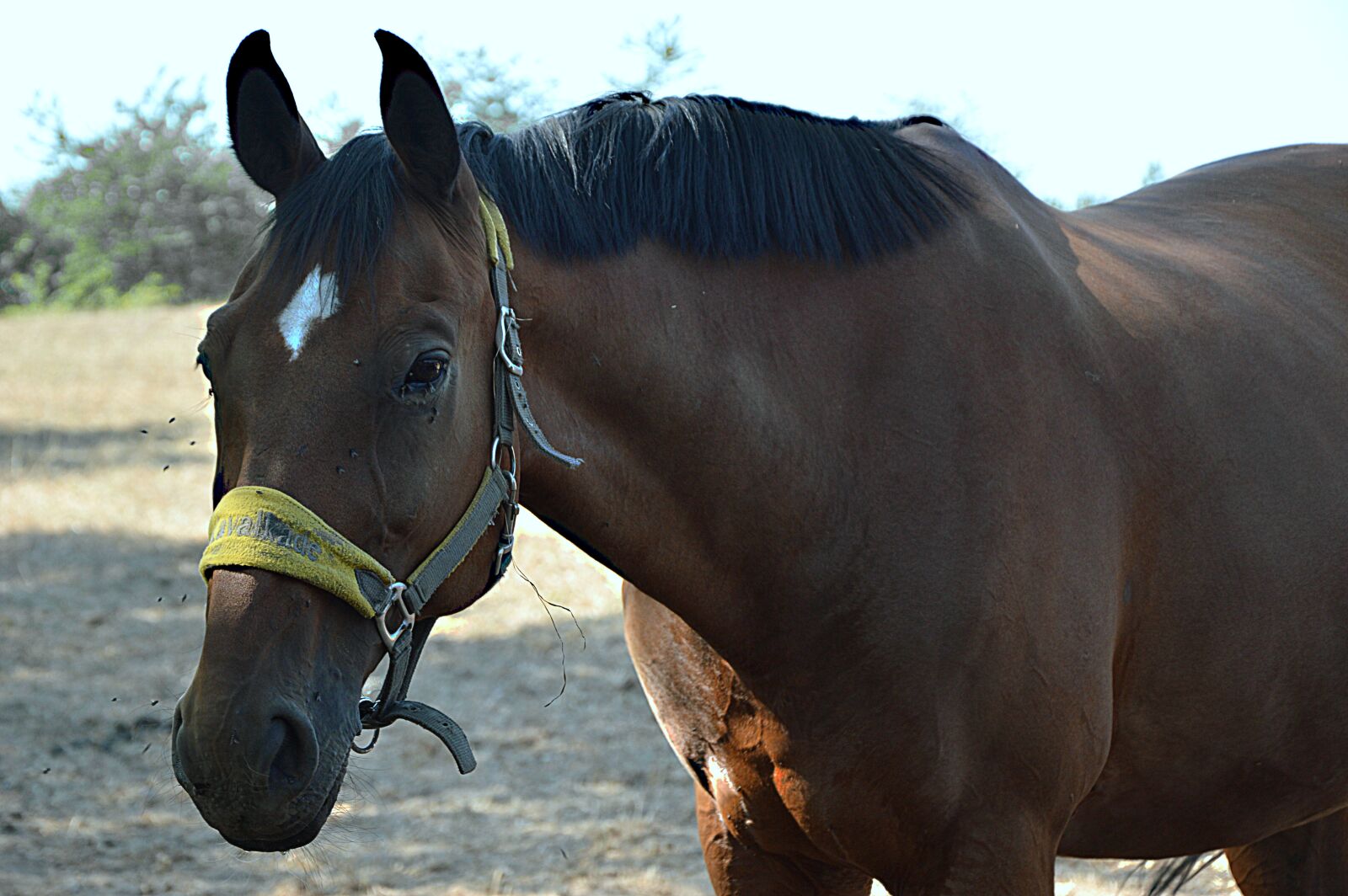 Nikon D3200 sample photo. Animal, horse, mare photography
