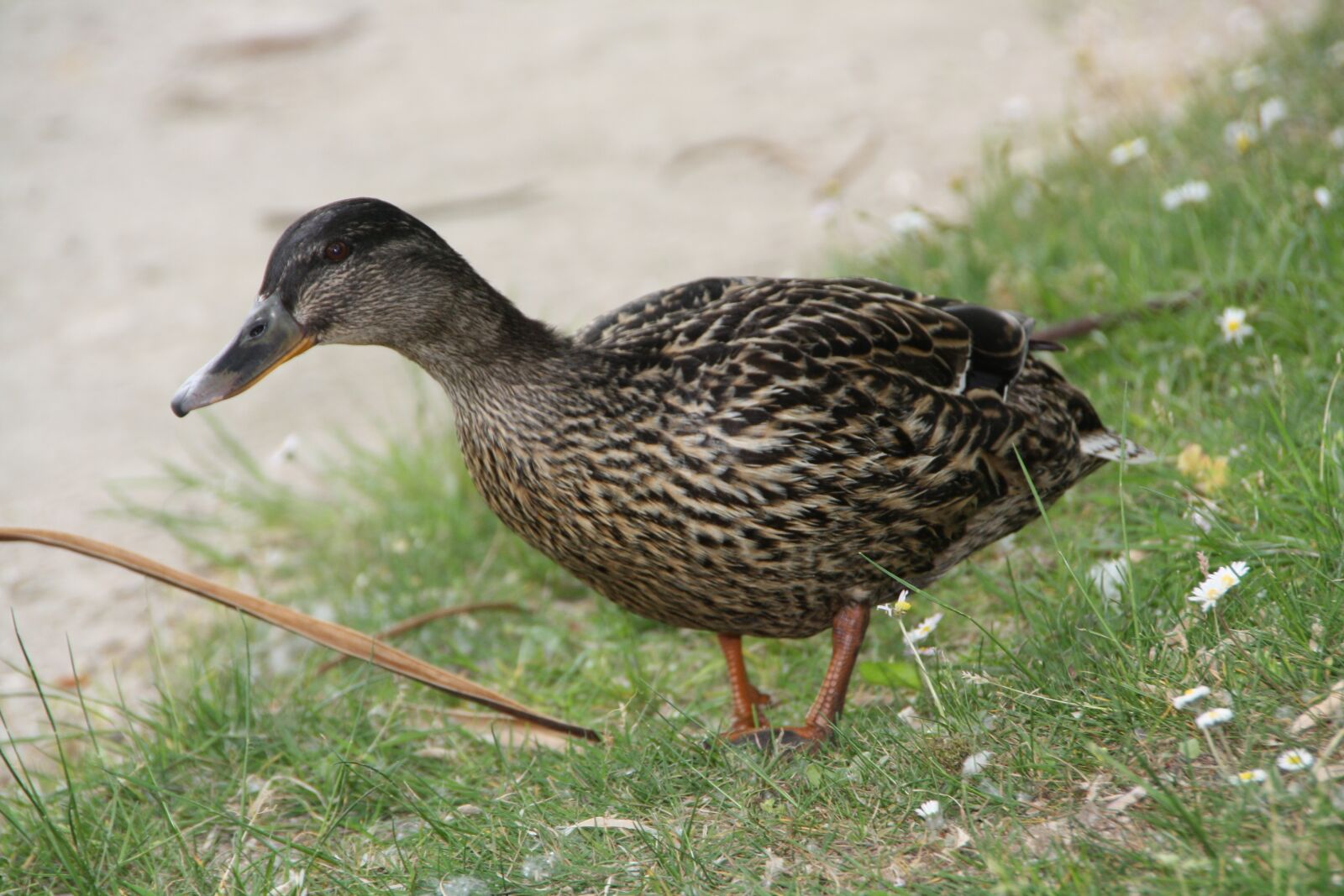 Canon EOS 1000D (EOS Digital Rebel XS / EOS Kiss F) sample photo. Mallard, meadow, water bird photography