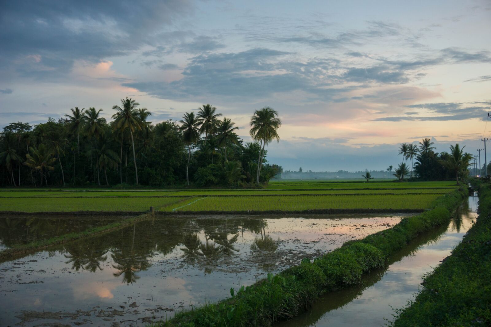 Sony a6000 sample photo. Rice field, rice, sunset photography