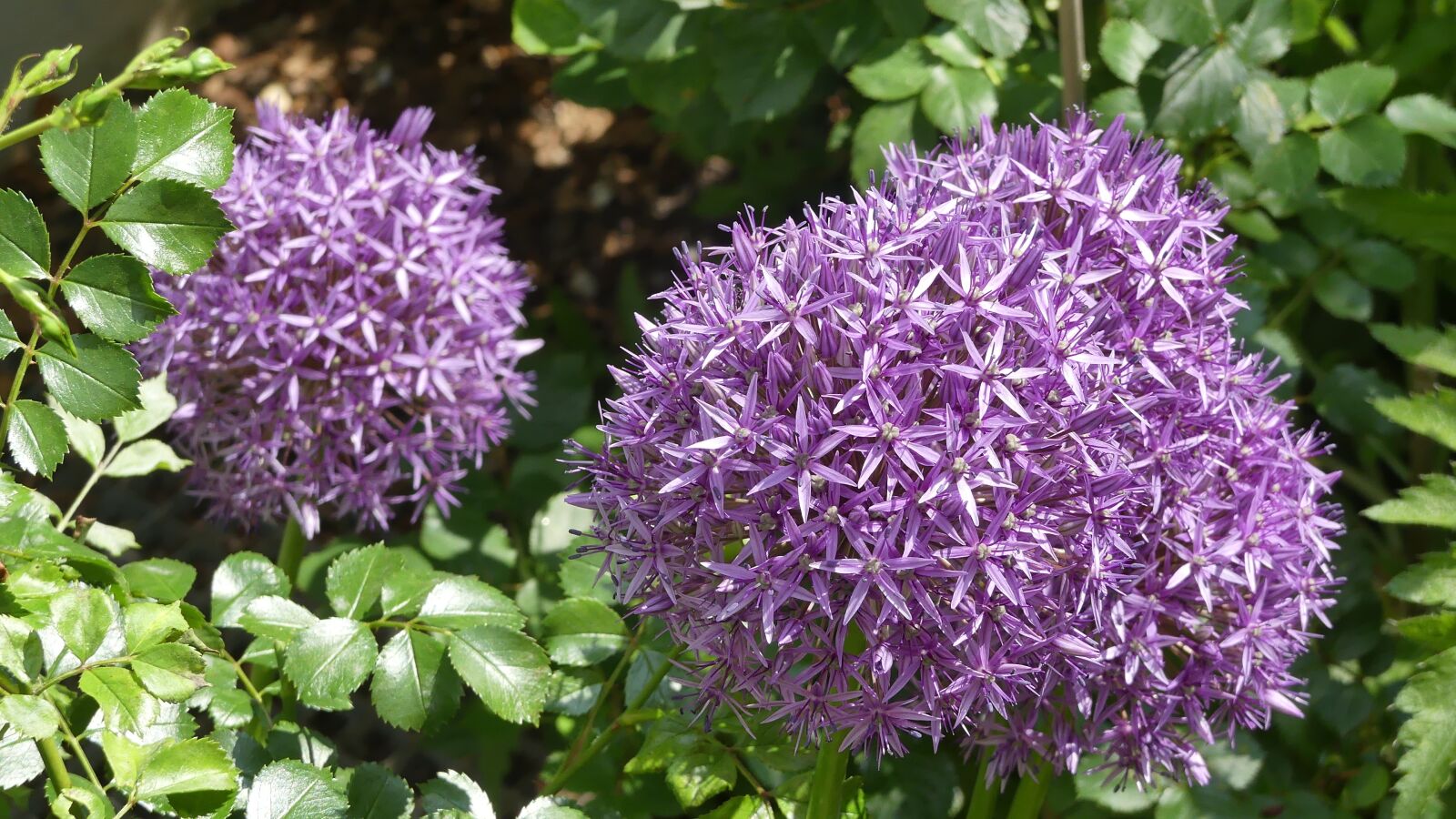 Panasonic Lumix DMC-FZ300 sample photo. Blossom, bloom, flowers photography