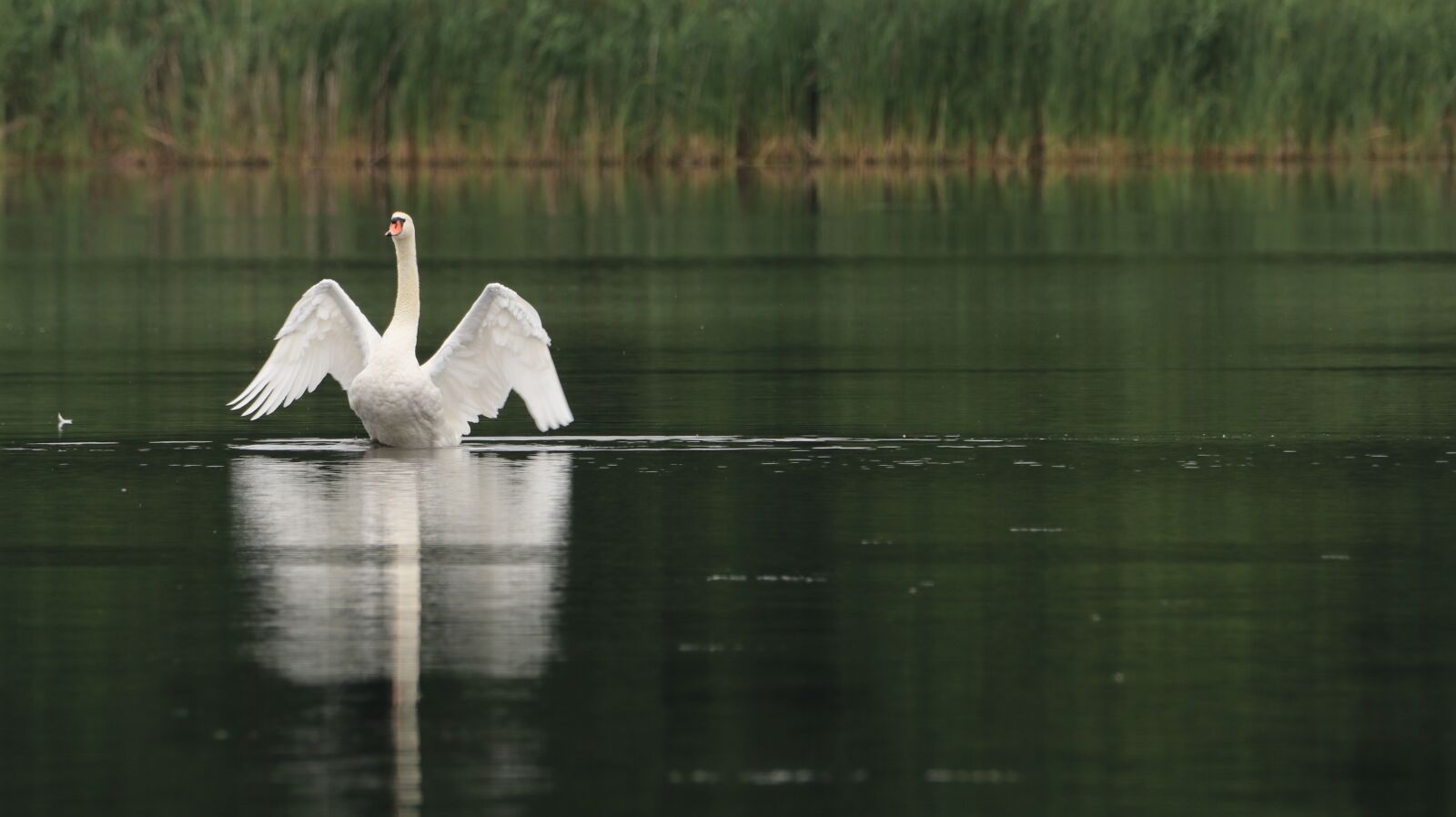 150-600mm F5-6.3 DG OS HSM | Contemporary 015 sample photo. Swan, lake, wing photography
