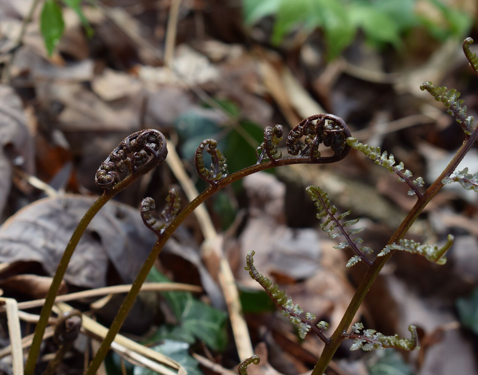 Nikon D3300 sample photo. Ferns unfurling, ferns, plant photography