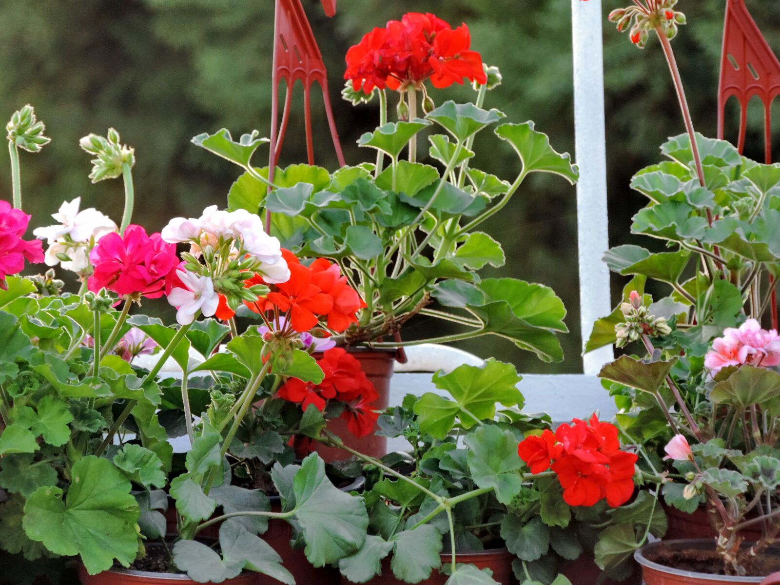 Nikon Coolpix P520 sample photo. Flowerpot, flowers, garden, flora photography